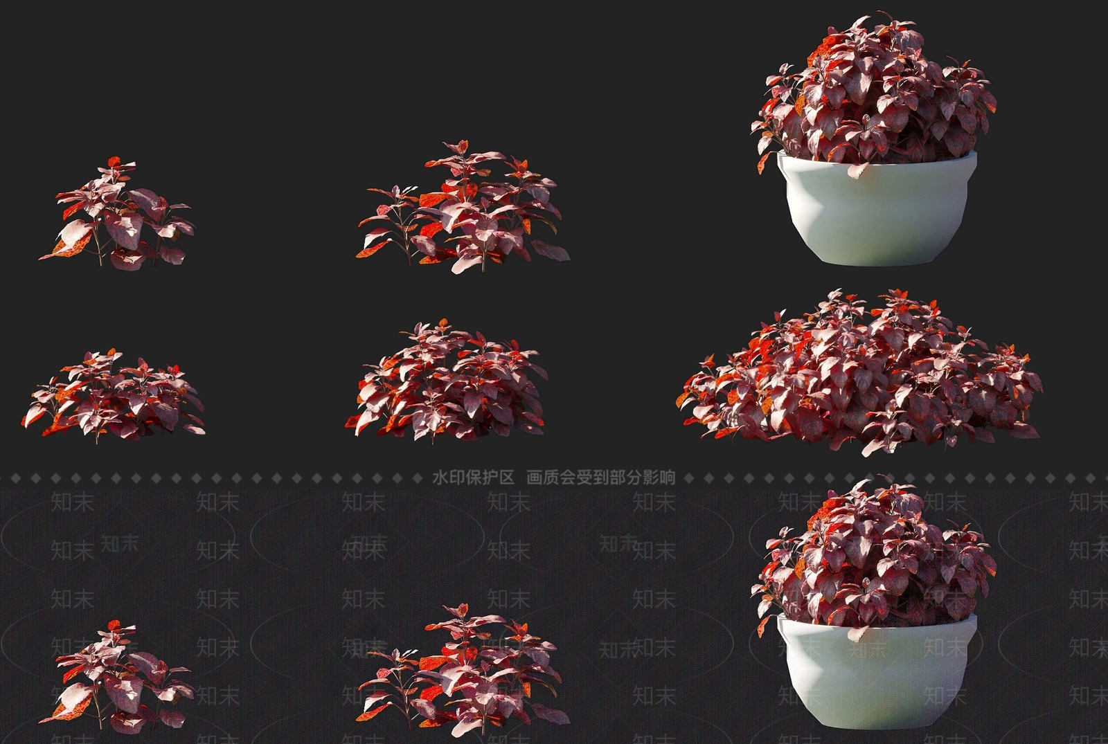 现代嫣红蔓常绿红色灌木植物组合3D模型下载【ID:1156718942】