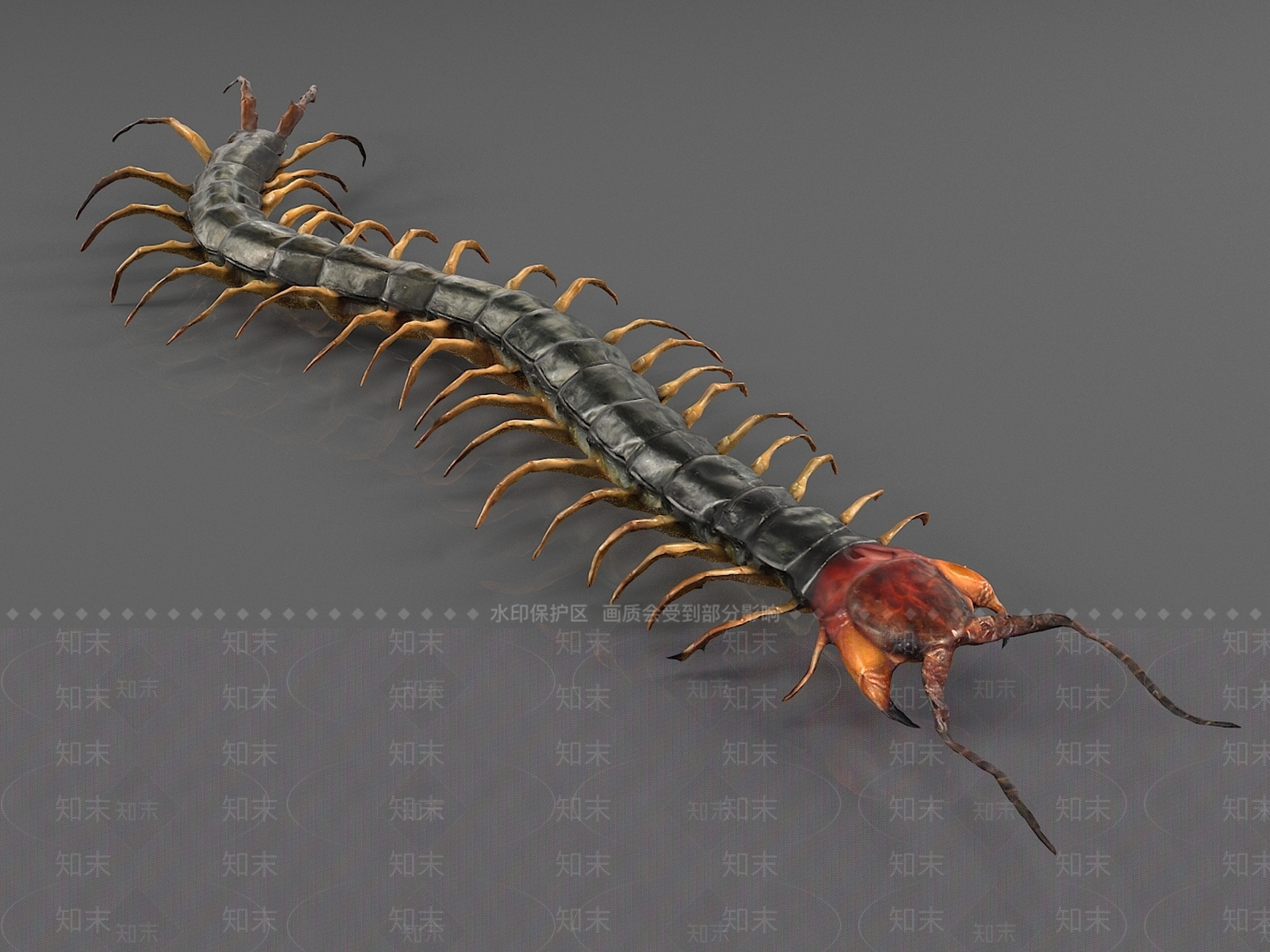 红头蜈蚣3D模型下载【ID:1156742150】