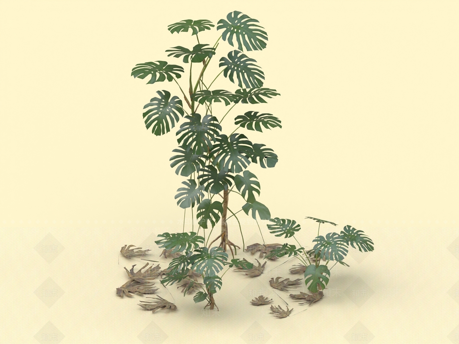 龟背竹3D模型下载【ID:1156774788】