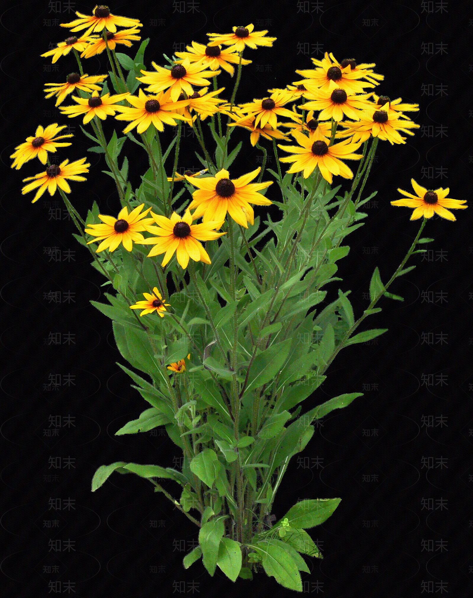png免抠金光菊贴图下载【ID:1156776216】