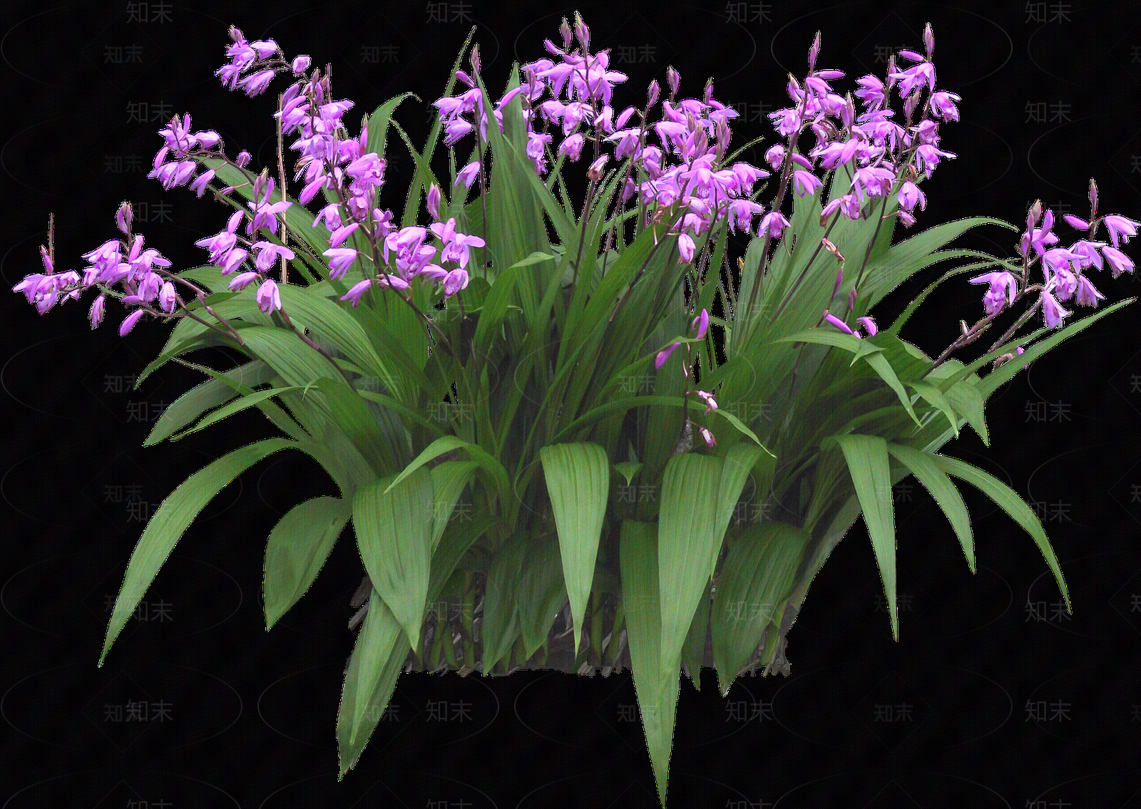 png免抠白芨贴图下载【ID:1156777530】