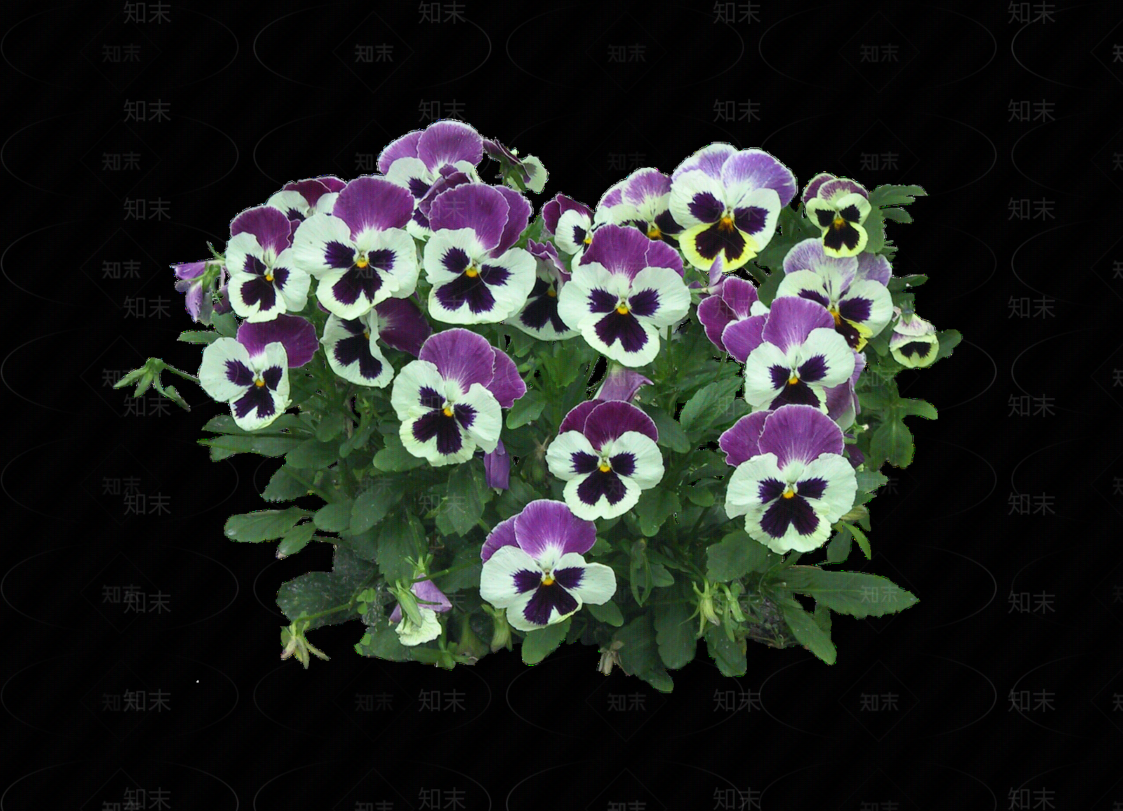 png免抠三色堇贴图下载【ID:1156778065】