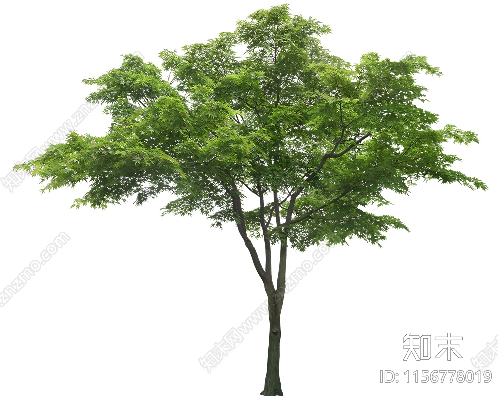 乔木设计素材精品下载_知末网