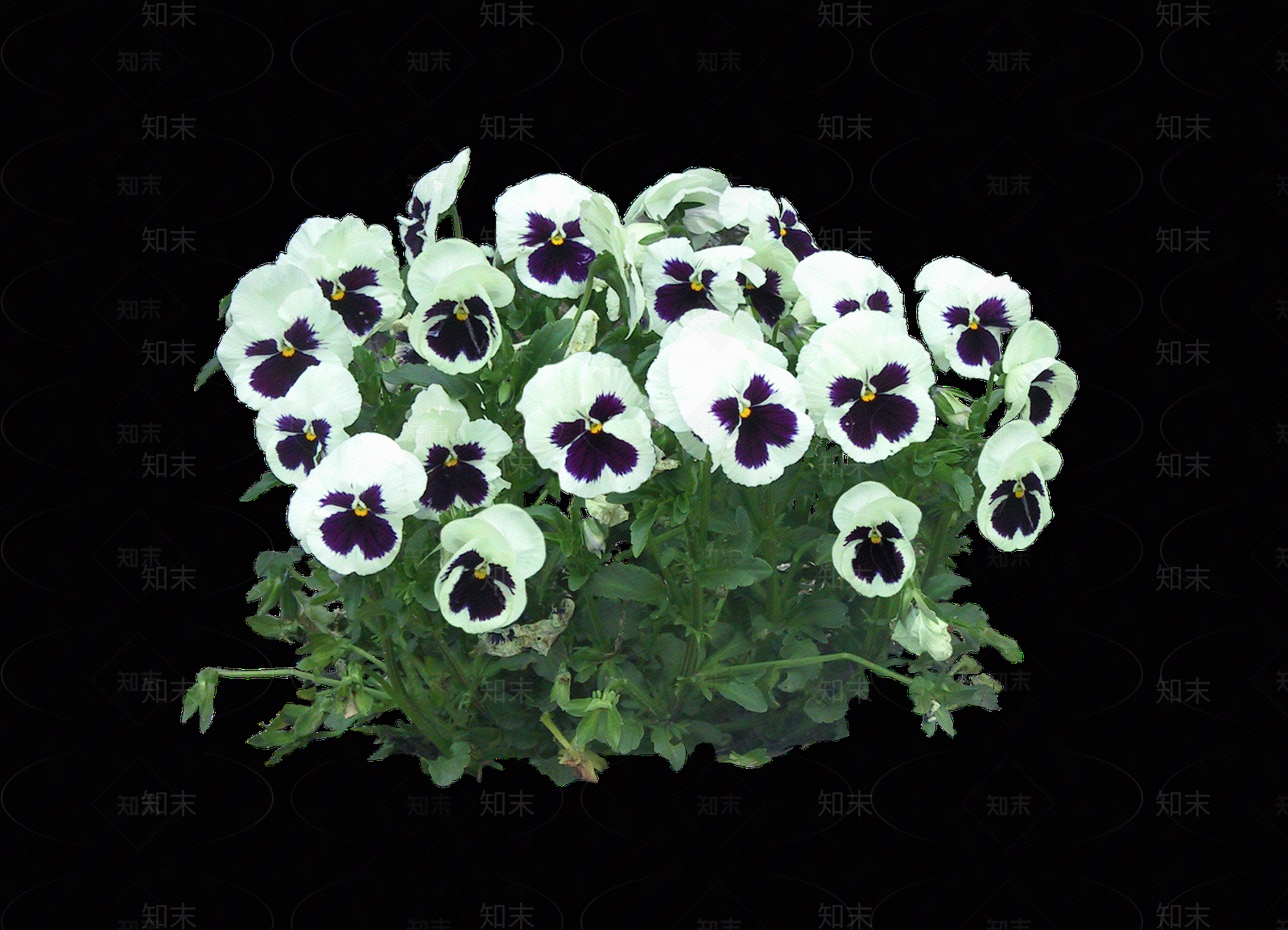 png免抠三色堇贴图下载【ID:1156778088】
