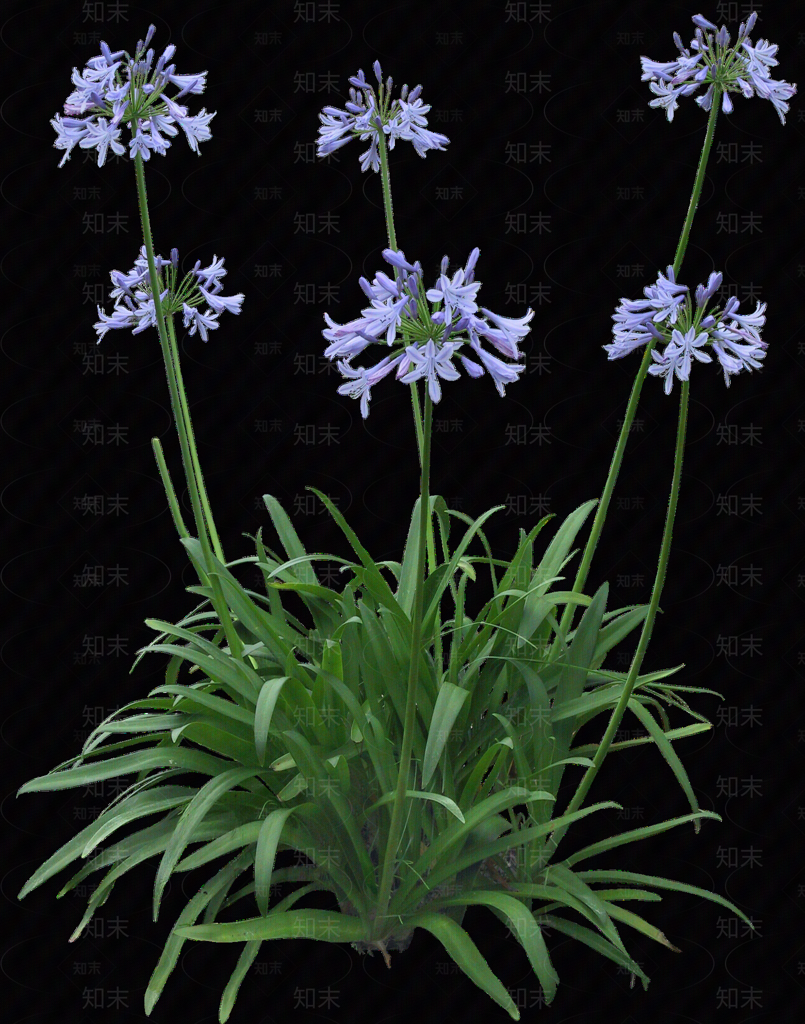 png免抠百子莲贴图下载【ID:1156779840】