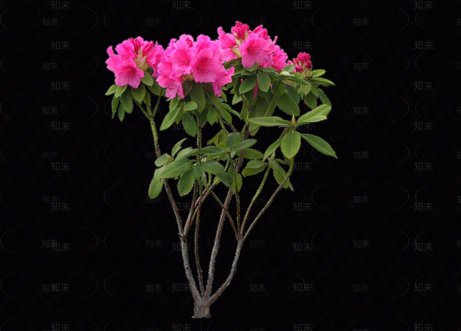 png免抠石楠花贴图下载【ID:1156785097】