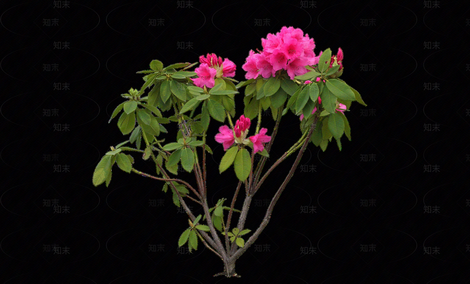 png免抠石楠花贴图下载【ID:1156785197】