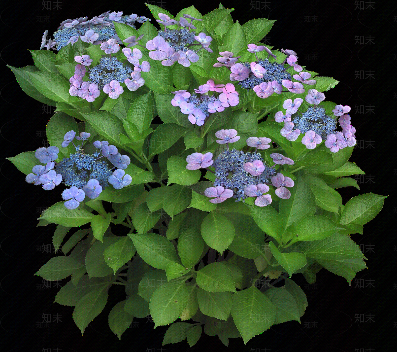 png免抠绣球花贴图下载【ID:1156786238】