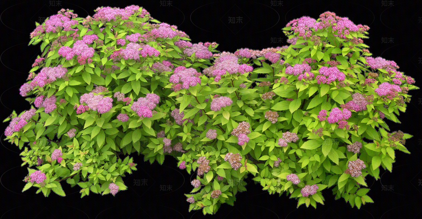 png免抠绣球花贴图下载【ID:1156786305】