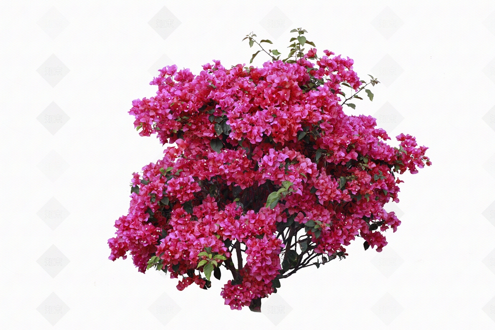 三角梅球免抠贴图下载【ID:1156804116】