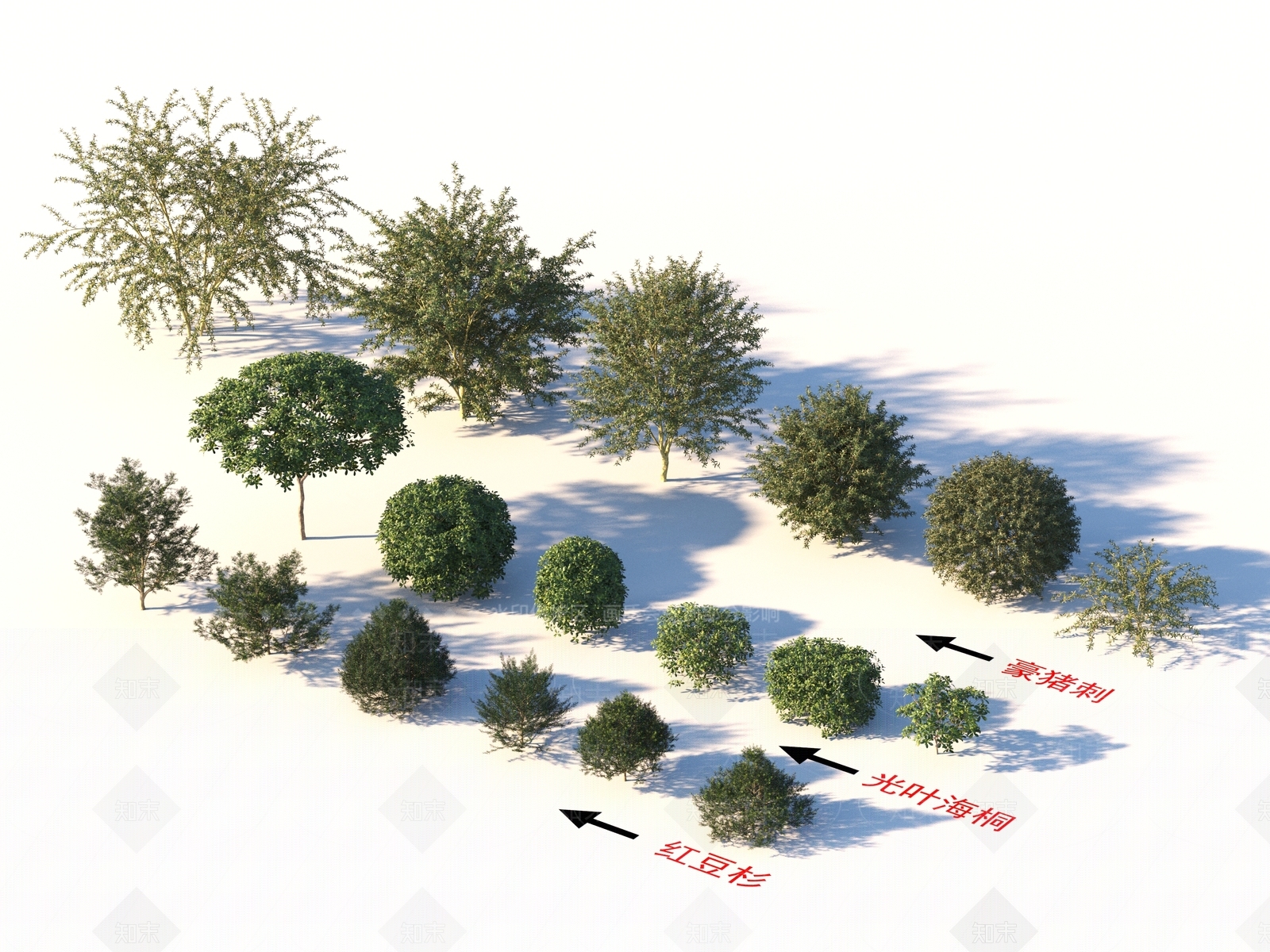 红豆杉3D模型下载【ID:1156814583】