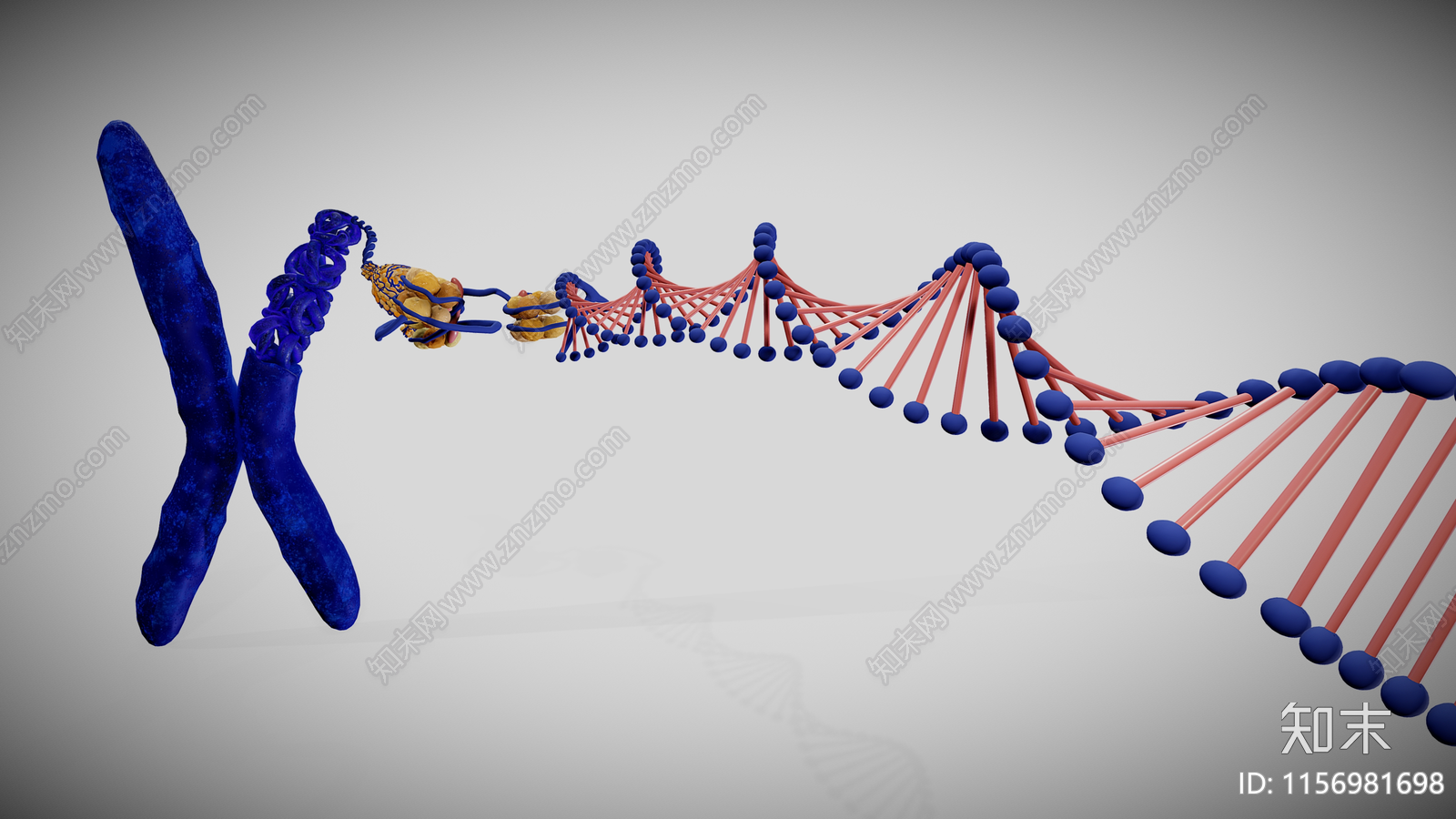 染色体结构3D模型下载【ID:1156981698】