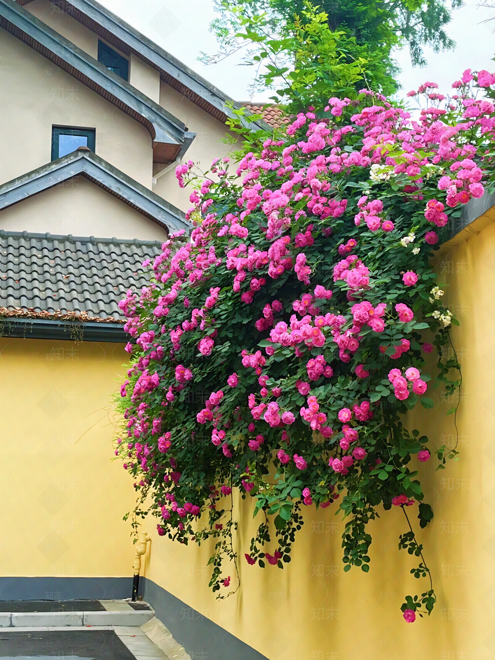蔷薇花墙外景贴图下载【ID:1156994438】