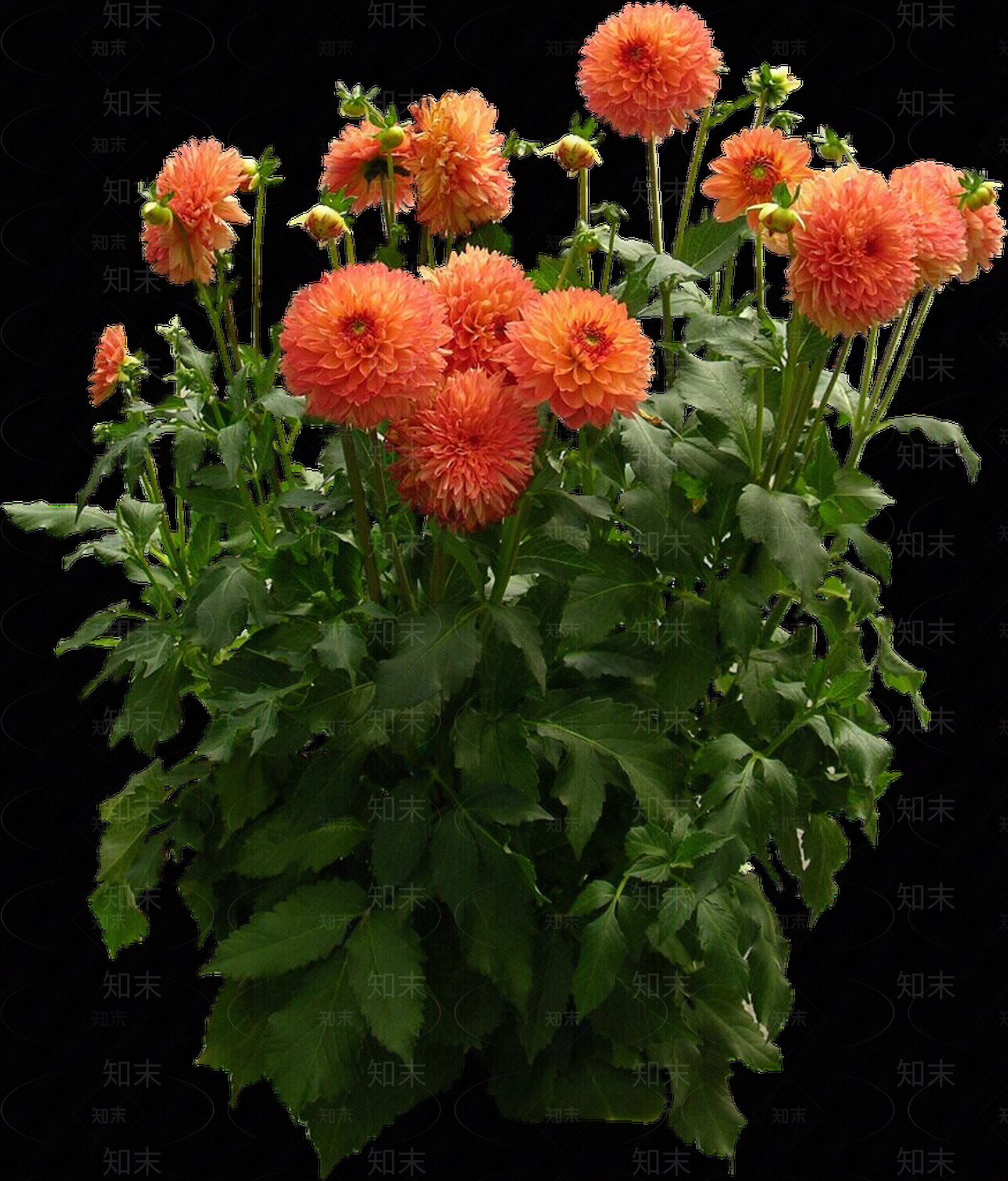png免抠大丽花贴图下载【ID:1156998278】