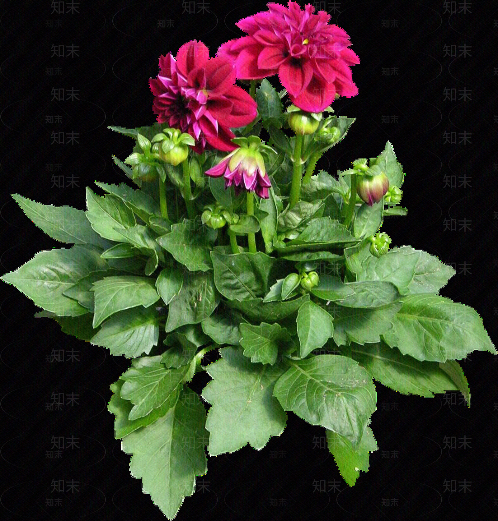 png免抠大丽花贴图下载【ID:1156998464】
