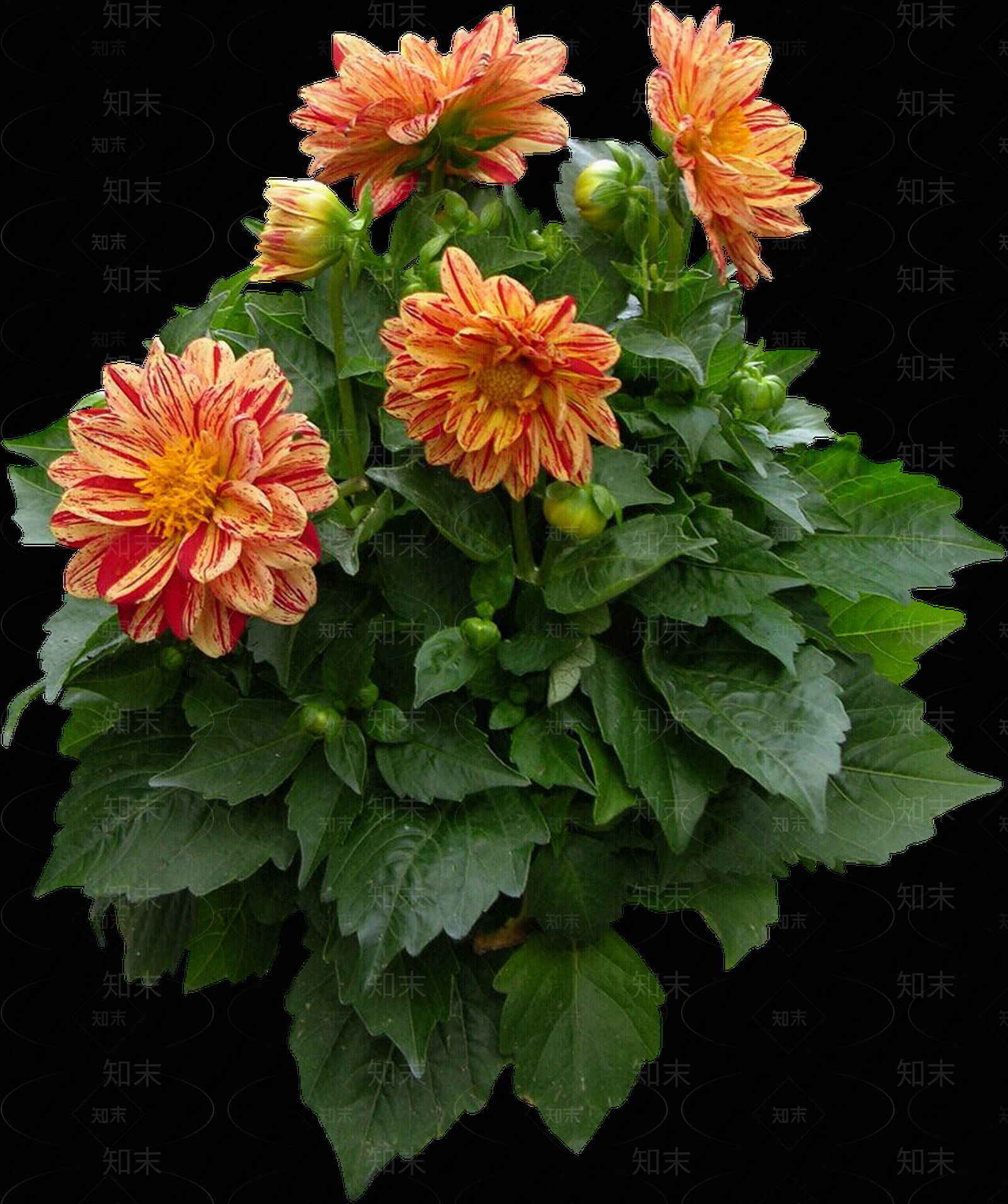 png免抠大丽花贴图下载【ID:1156998537】