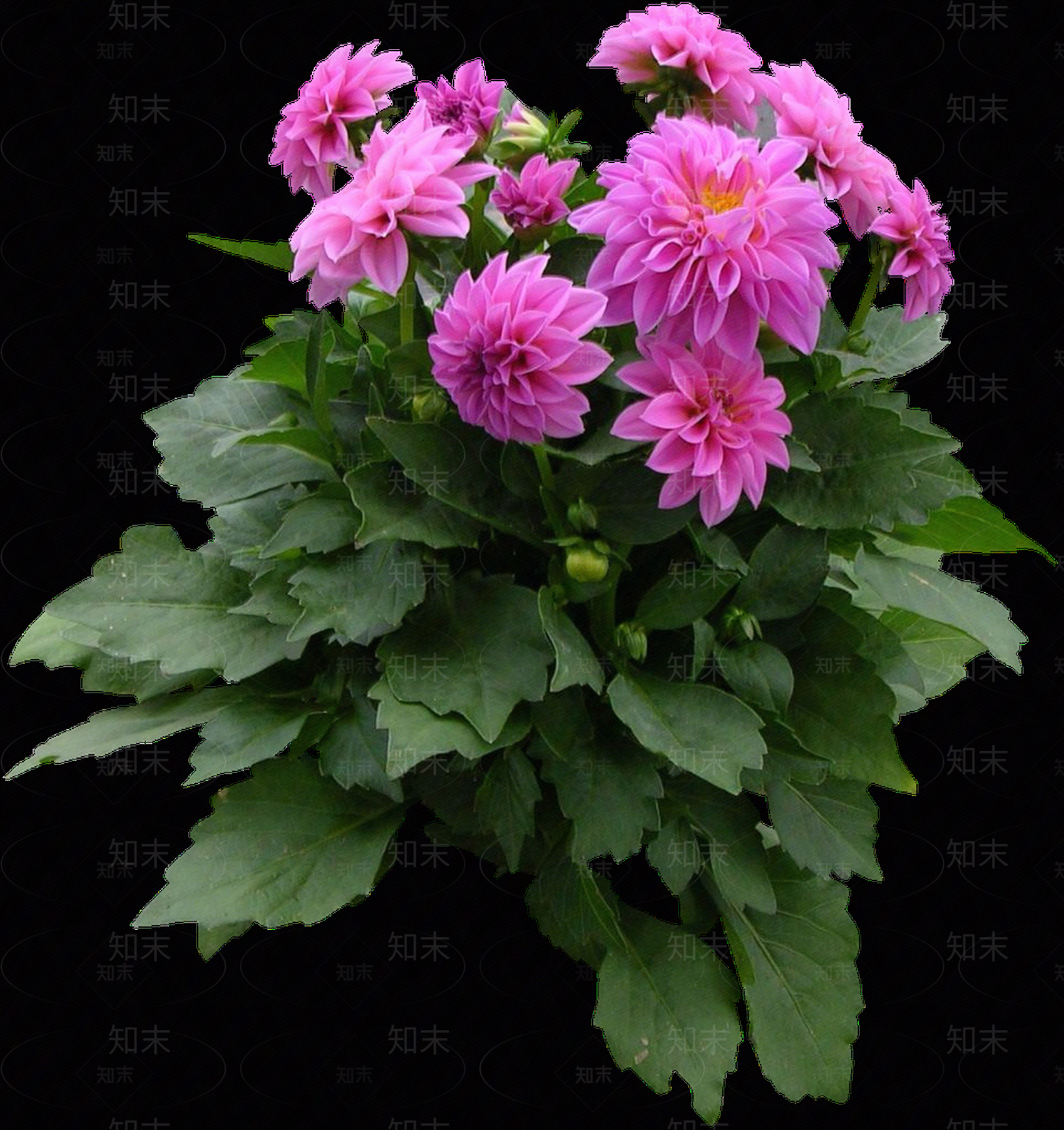 png免抠大丽花贴图下载【ID:1156998695】