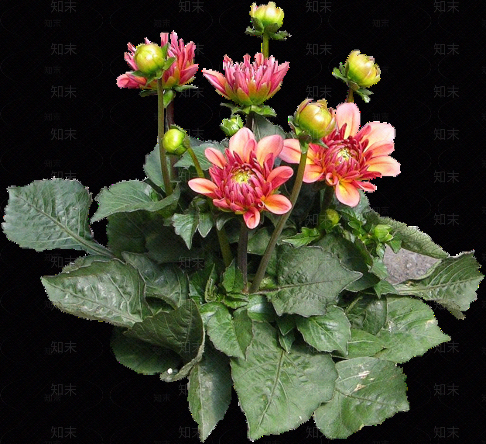 png免抠大丽花贴图下载【ID:1156998797】
