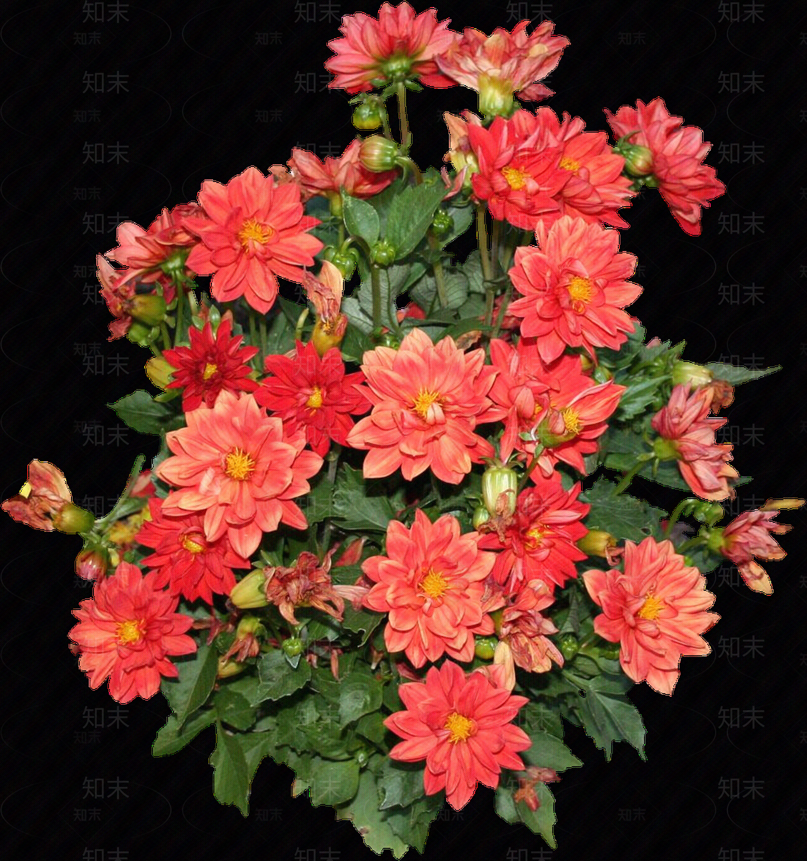 png免抠大丽花贴图下载【ID:1156998802】