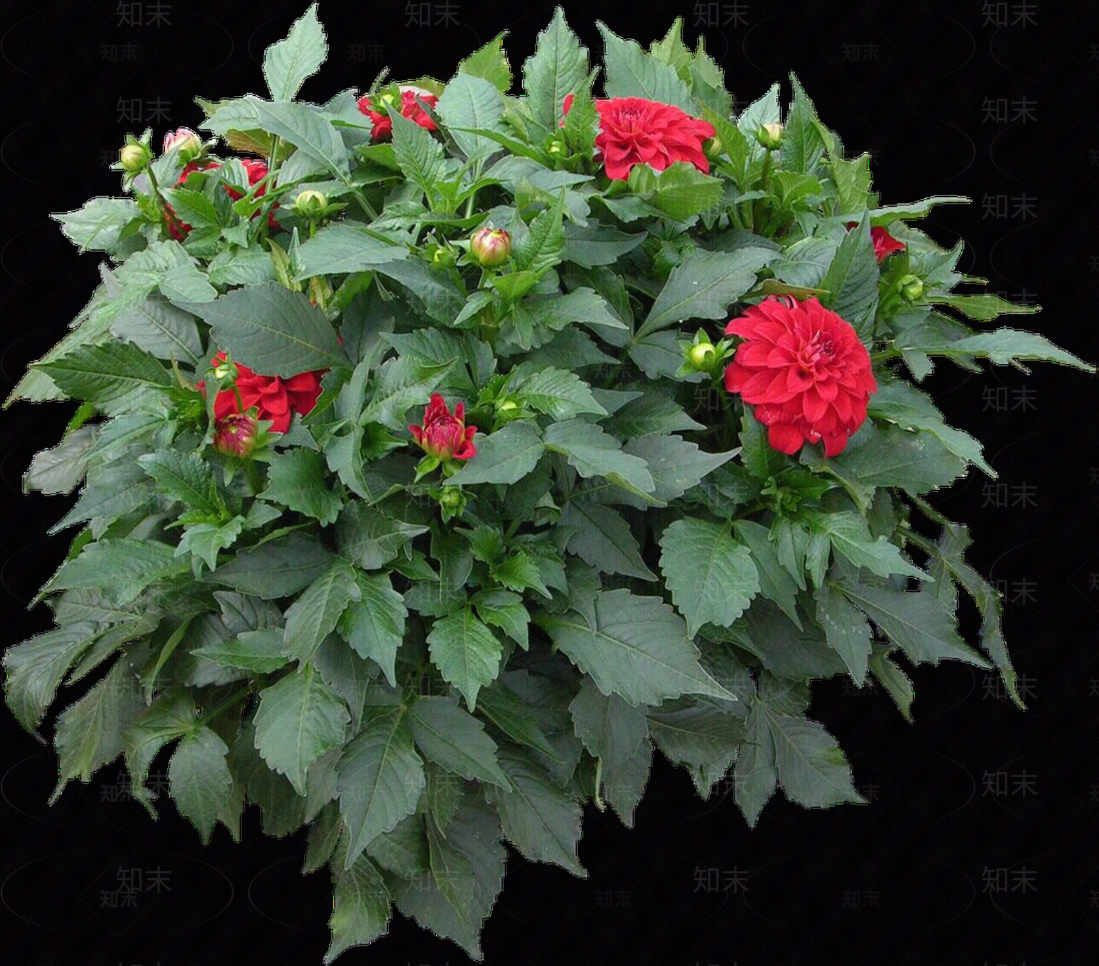 png免抠大丽花贴图下载【ID:1156998807】