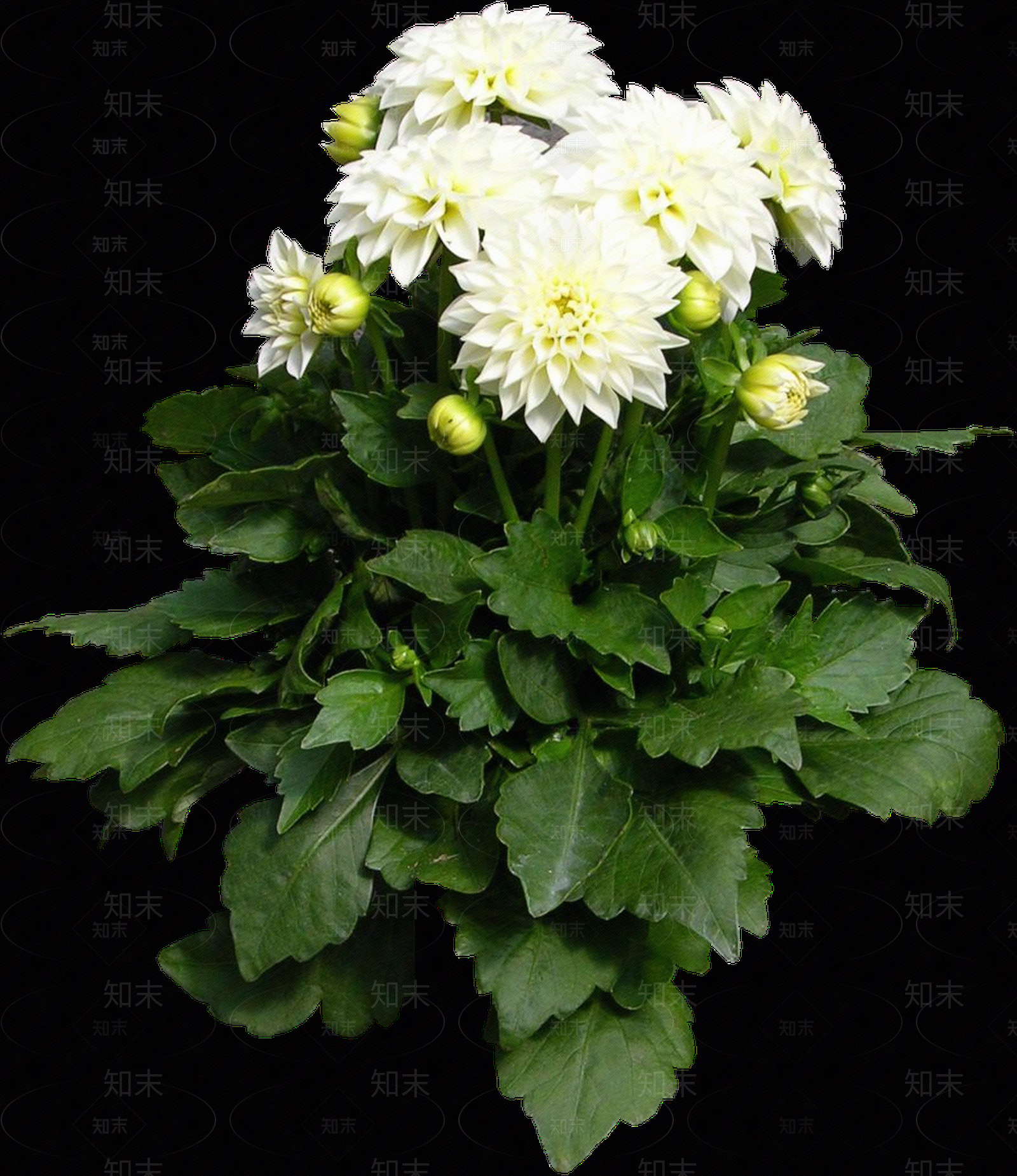 png免抠大丽花贴图下载【ID:1156999056】