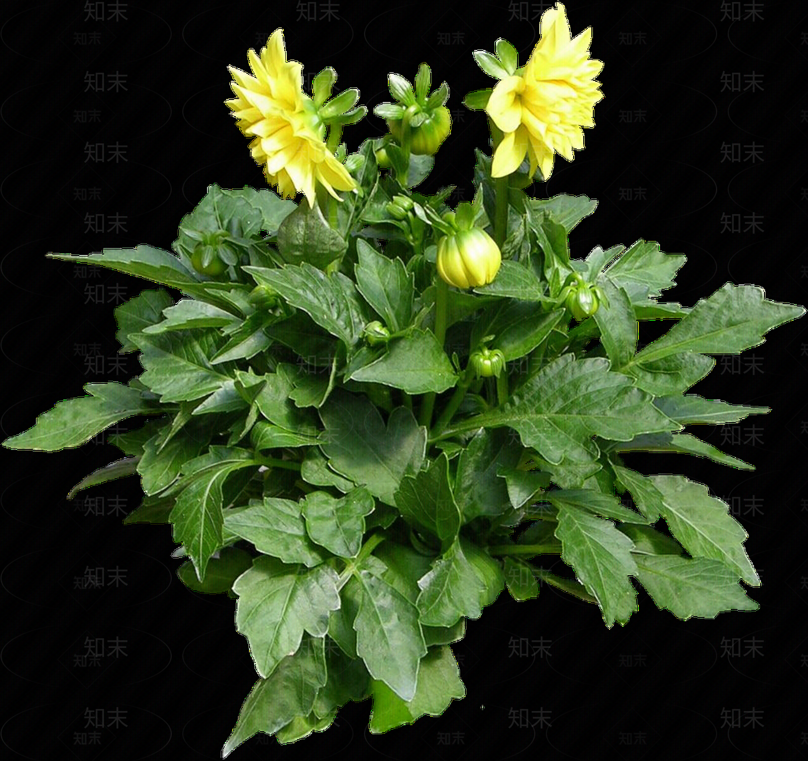 png免抠大丽花贴图下载【ID:1156999156】