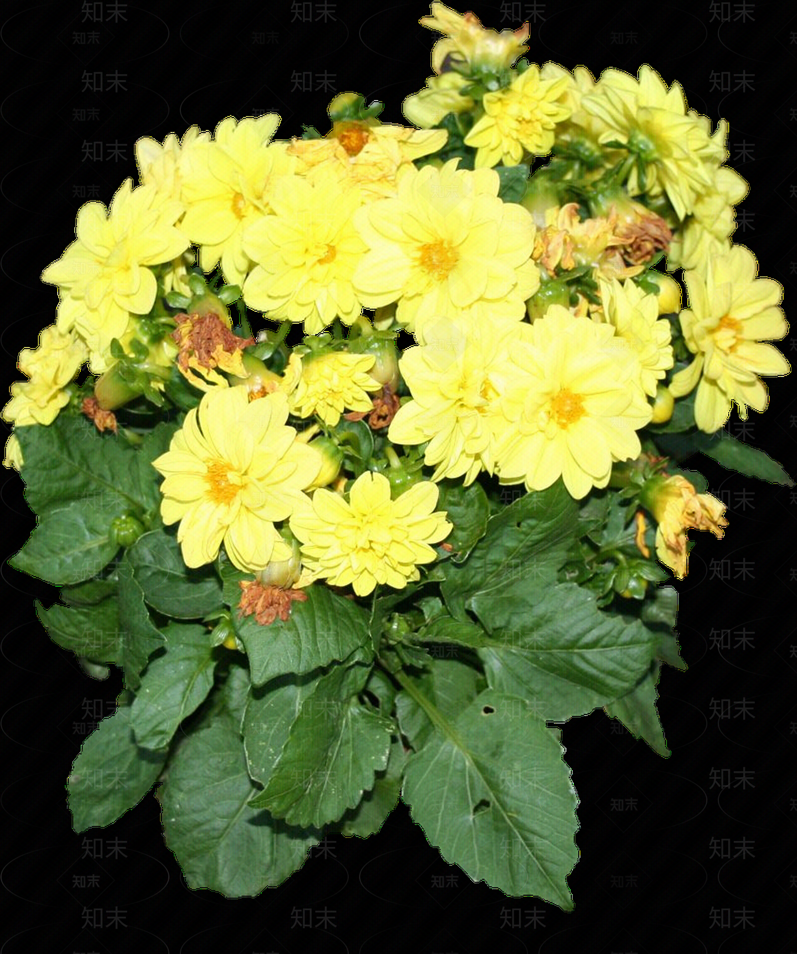 png免抠大丽花贴图下载【ID:1156999202】