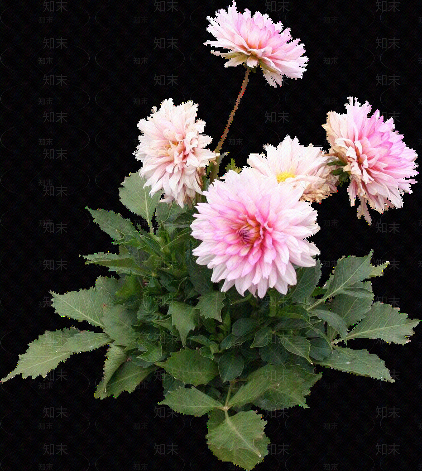 png免抠大丽花贴图下载【ID:1156999382】