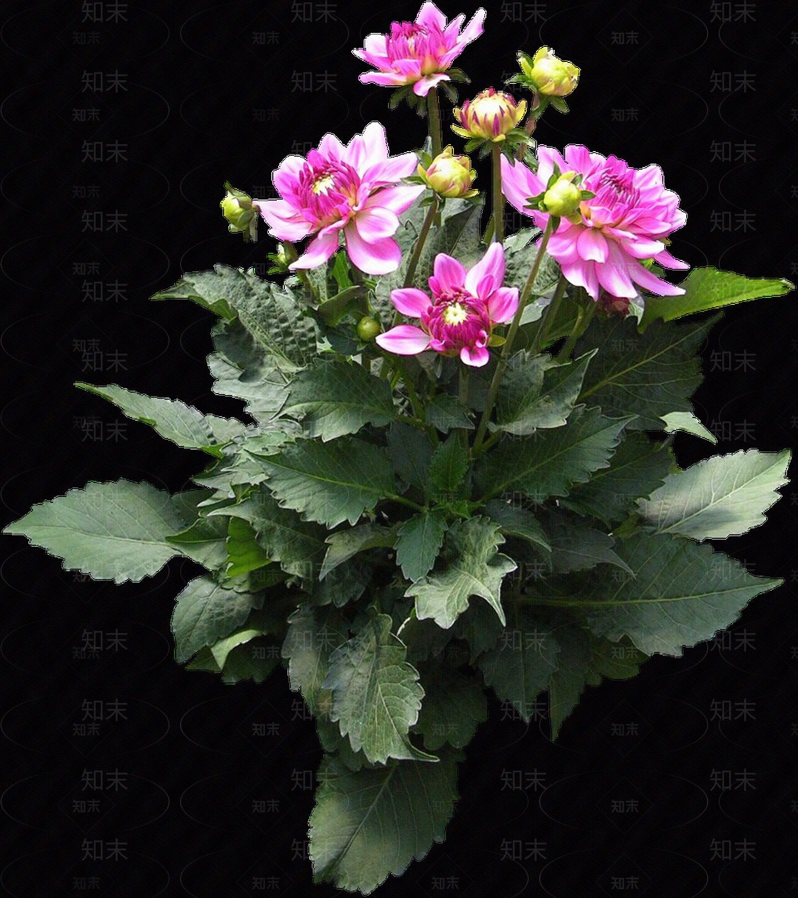 png免抠大丽花贴图下载【ID:1156999448】