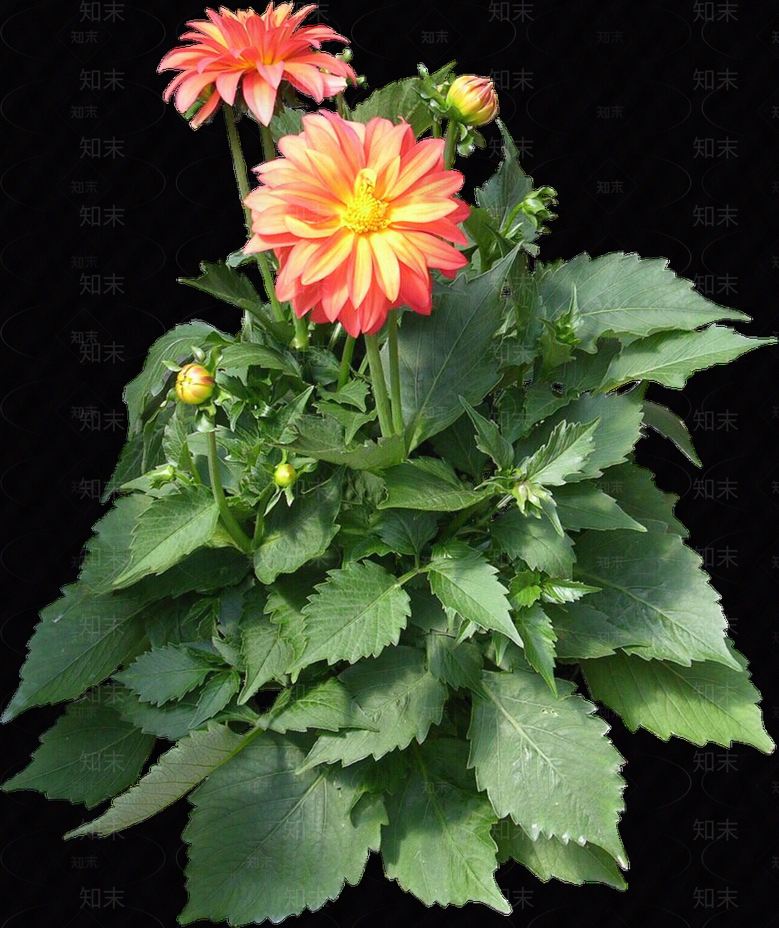 png免抠大丽花贴图下载【ID:1156999505】