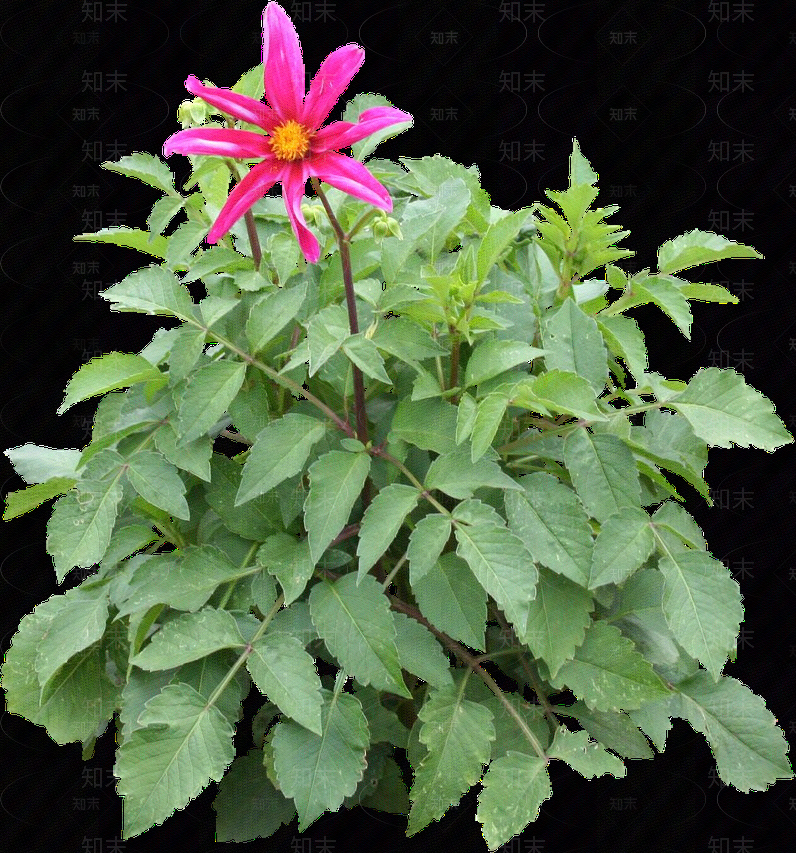 png免抠大丽花贴图下载【ID:1156999799】