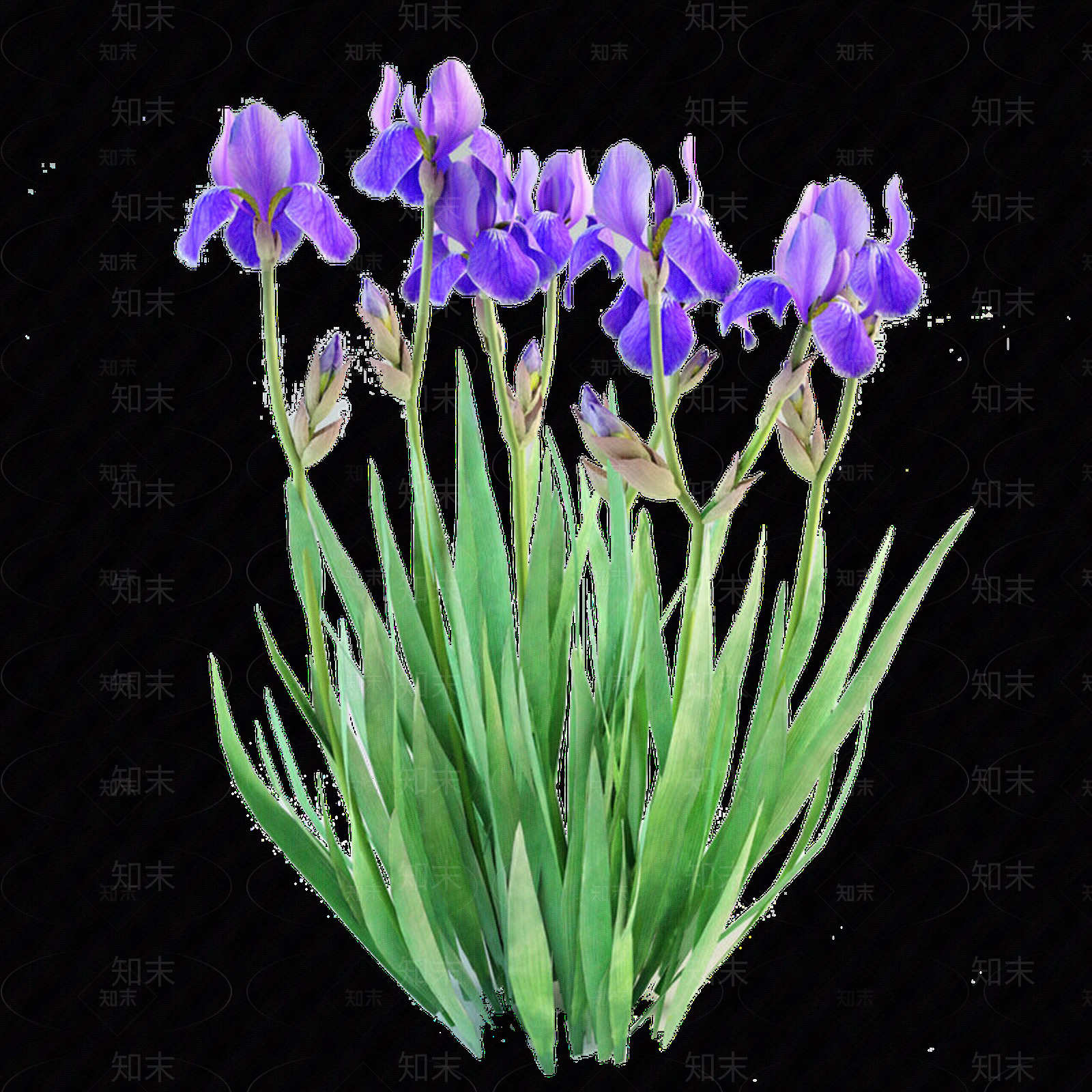 png免抠德国鸢尾（水生植物）贴图下载【ID:1157000203】
