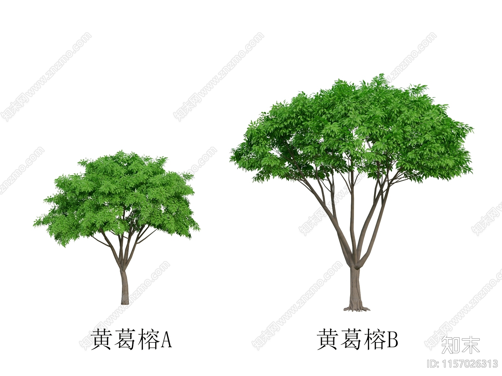 黄葛榕树3D模型下载【ID:1157026313】