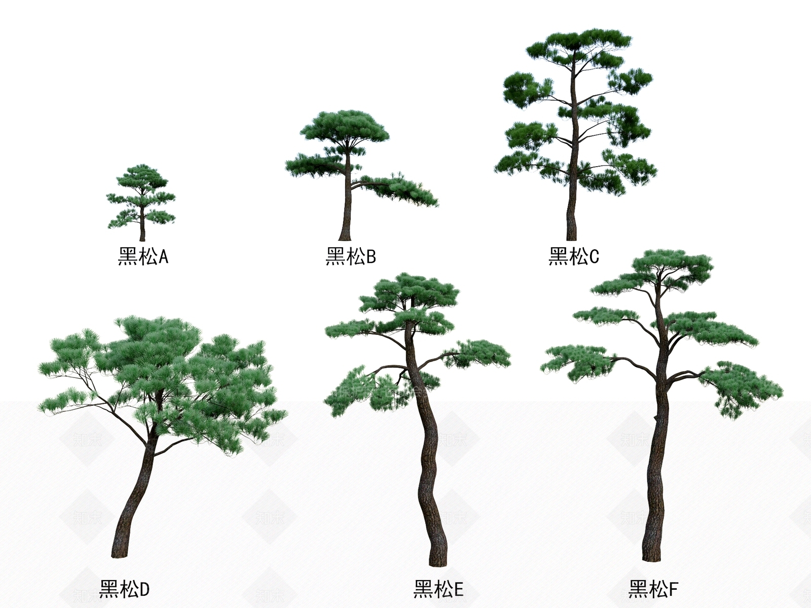黑松3D模型下载【ID:1157028970】