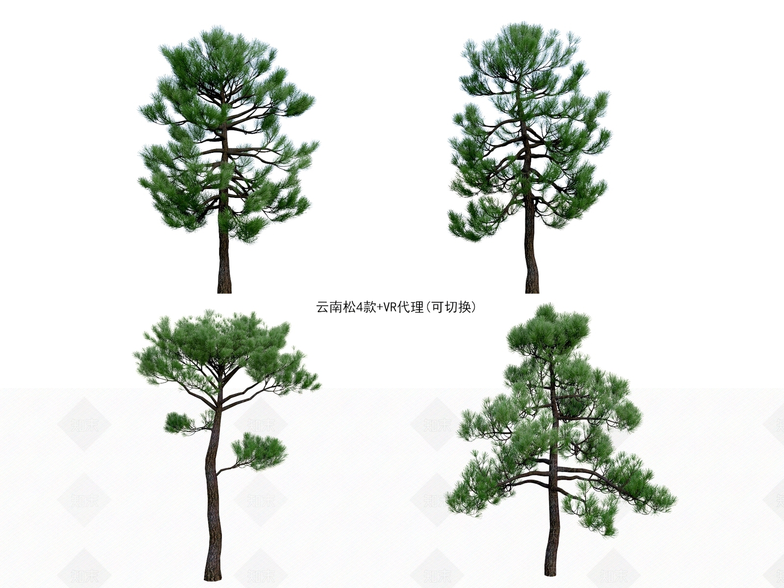 云南松3D模型下载【ID:1157031691】