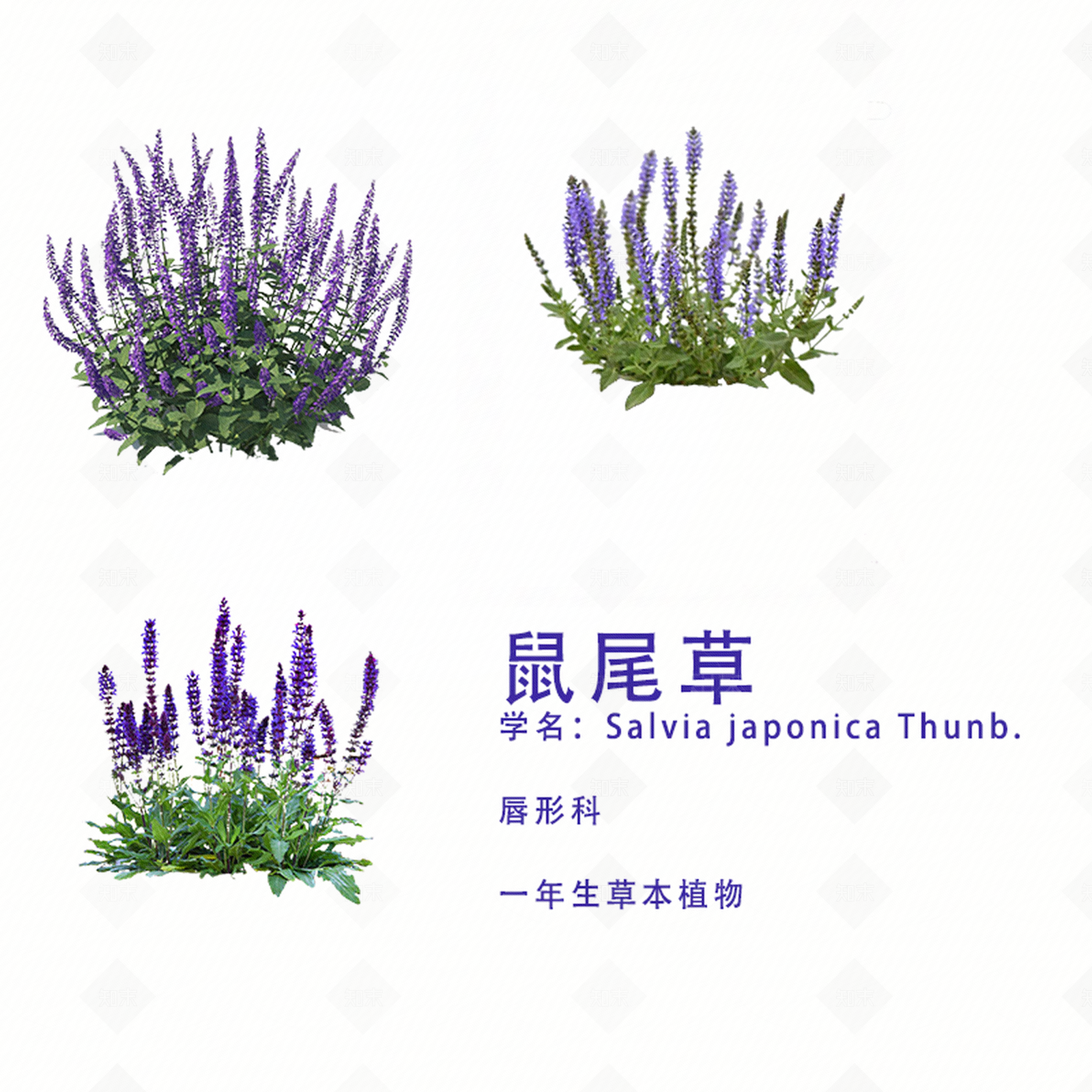 png免抠鼠尾草贴图下载【ID:1157057919】