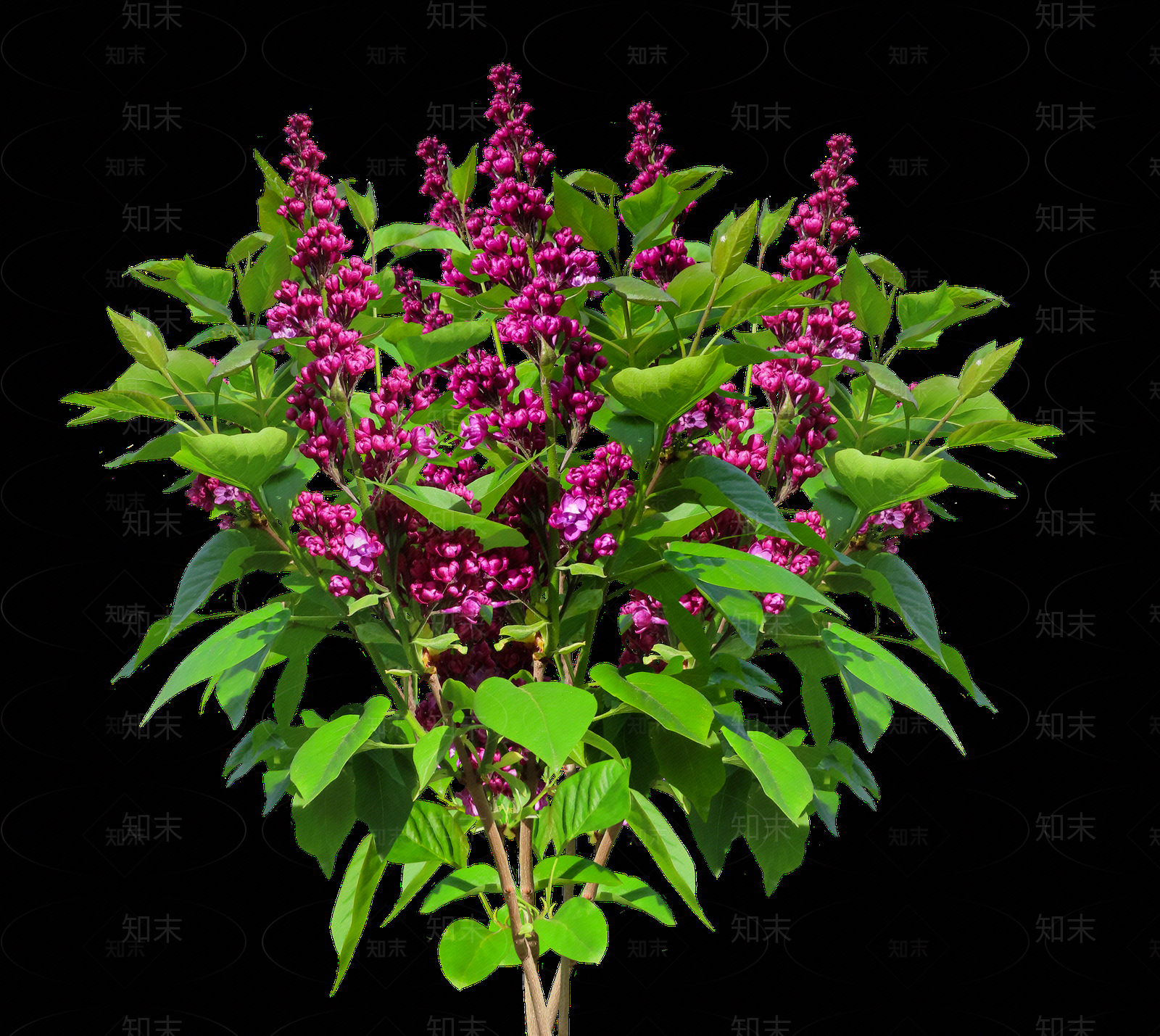 png免抠丁香花贴图下载【ID:1157116318】