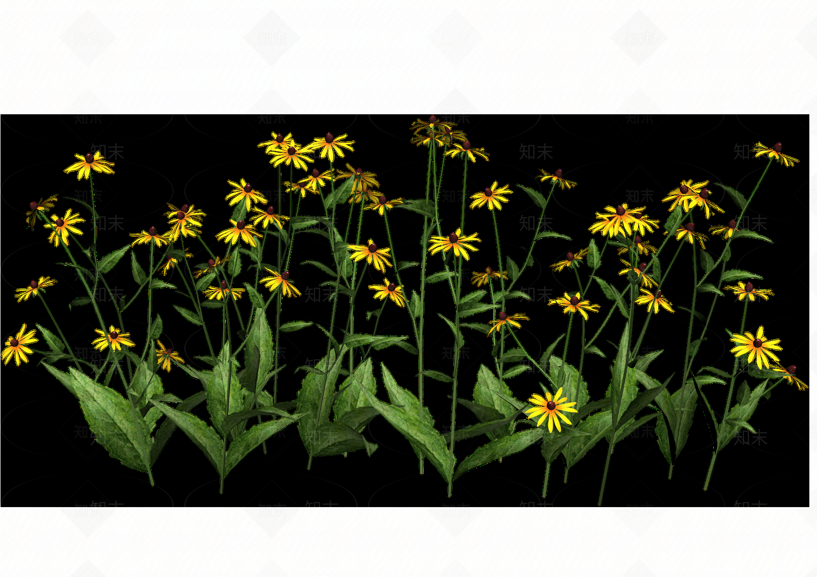 png免抠金光菊贴图下载【ID:1157126848】