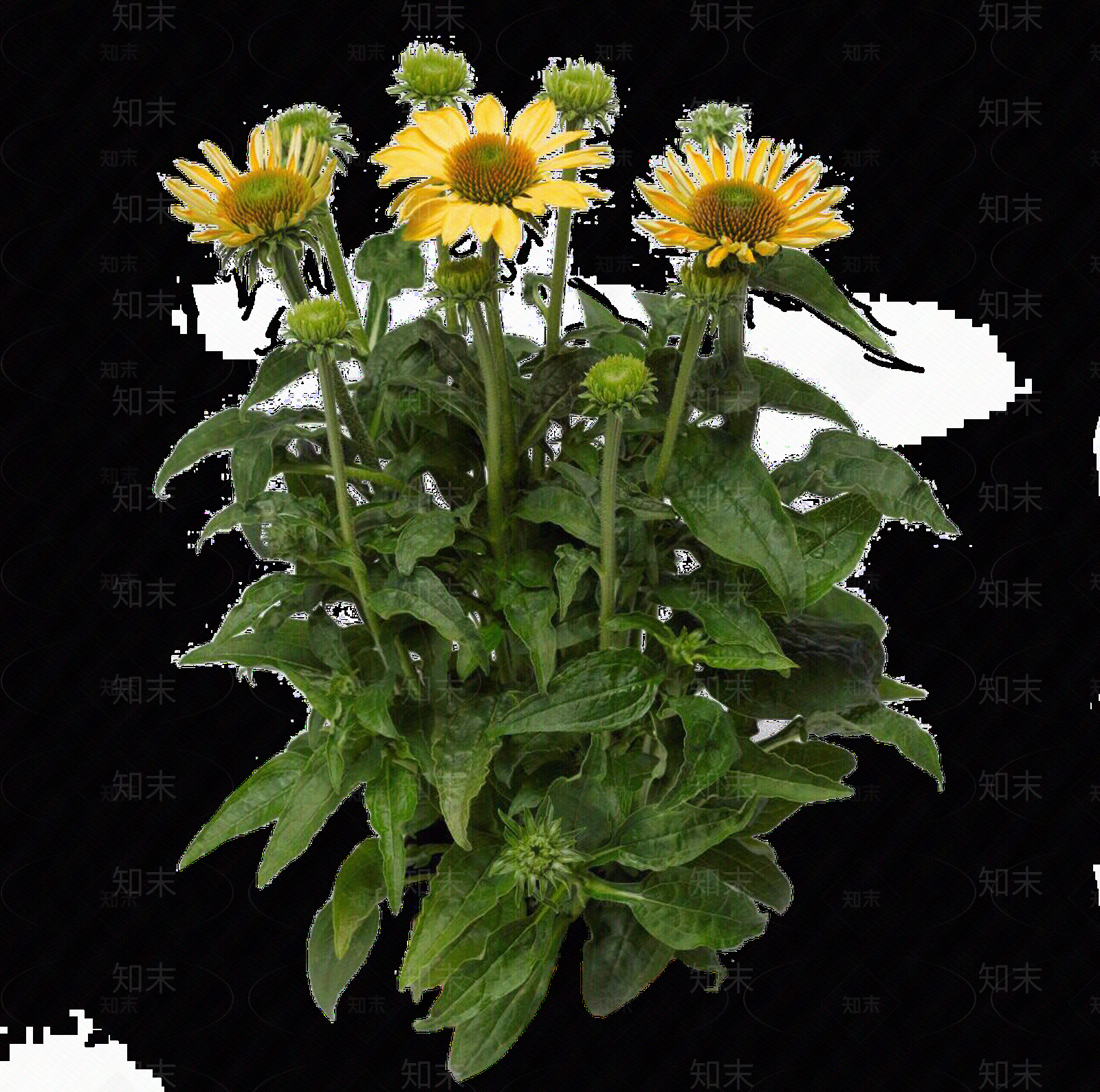 png免抠金光菊贴图下载【ID:1157127270】