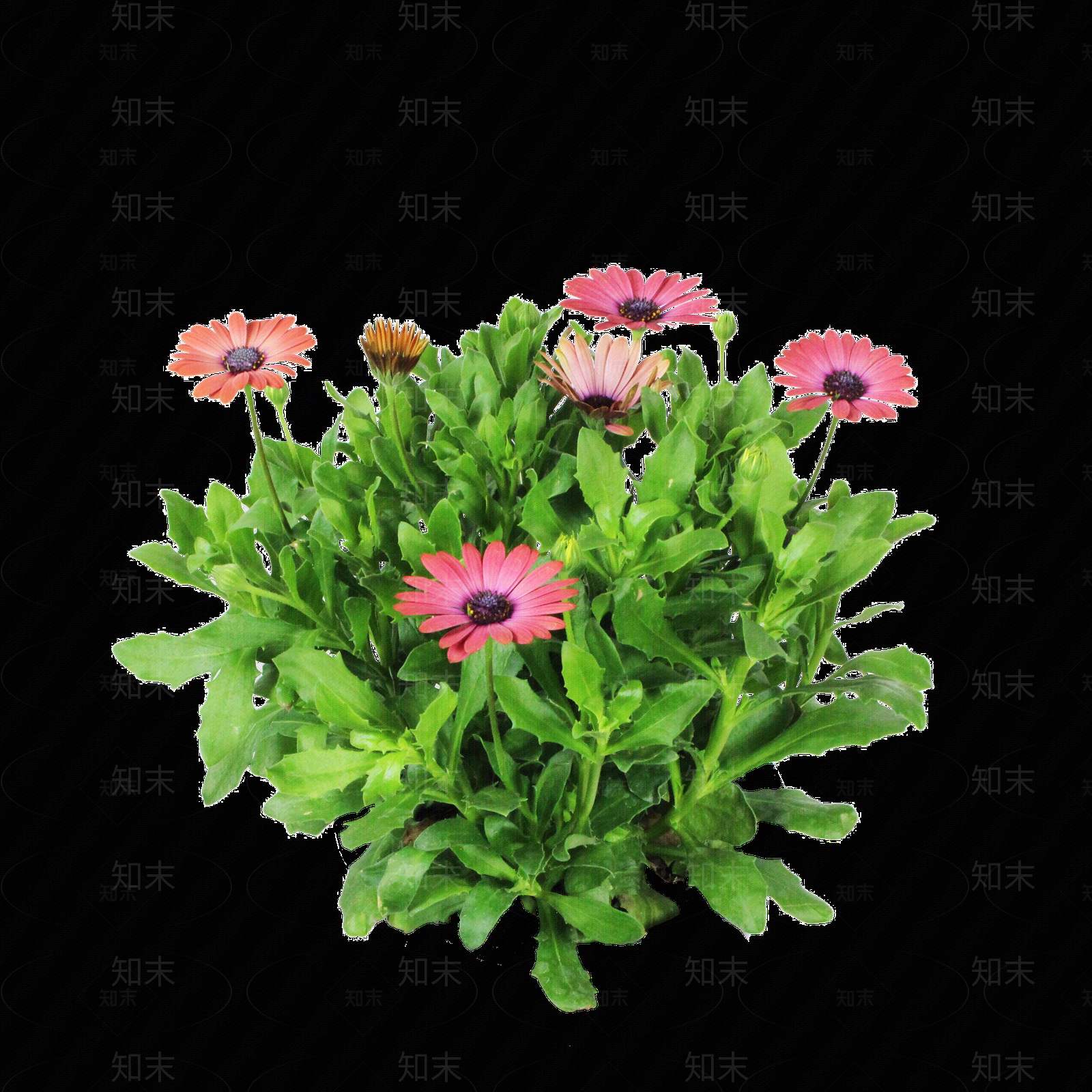 png免抠南非万寿菊贴图下载【ID:1157137497】