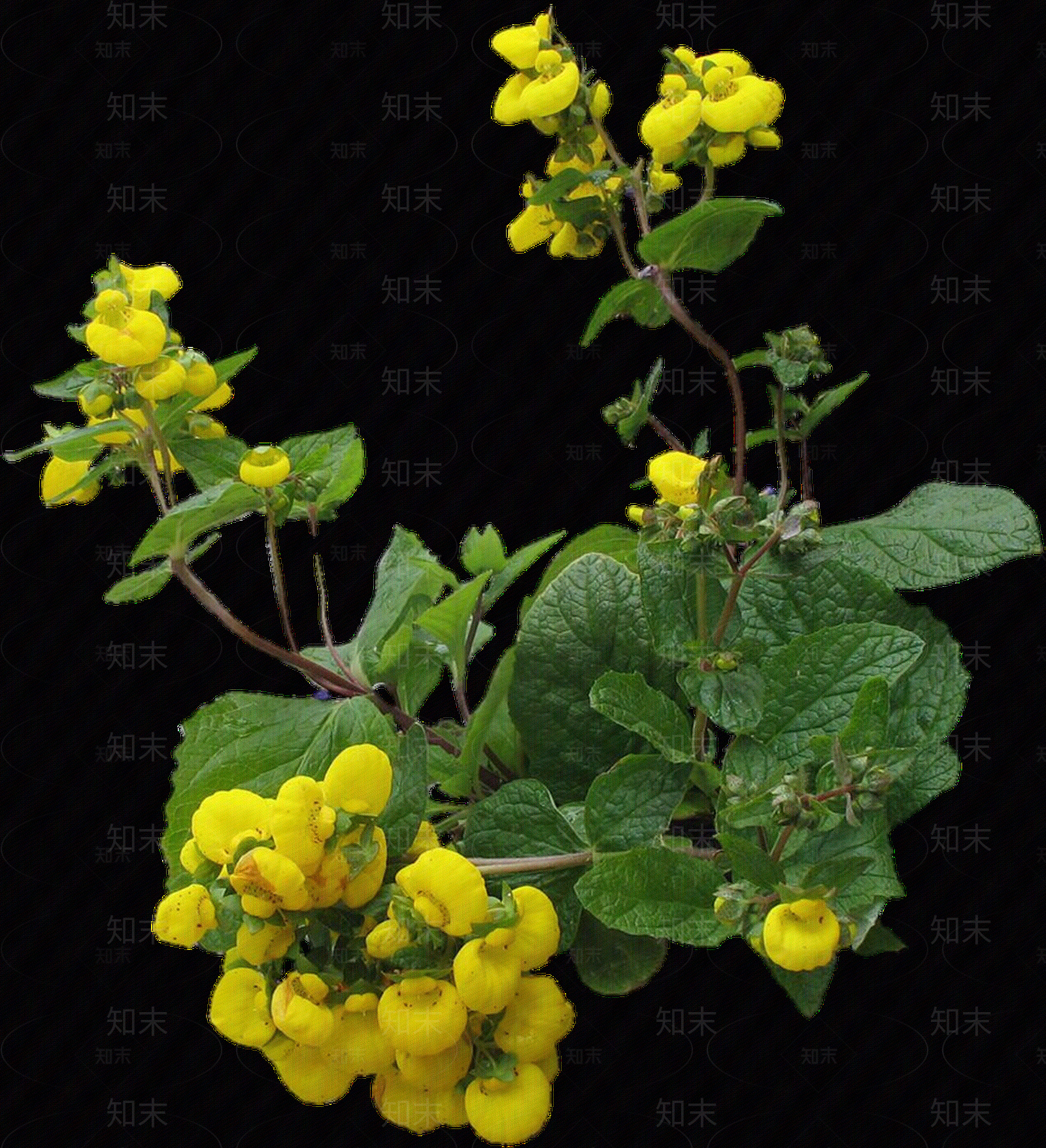 png免抠蒲包花贴图下载【ID:1157137621】
