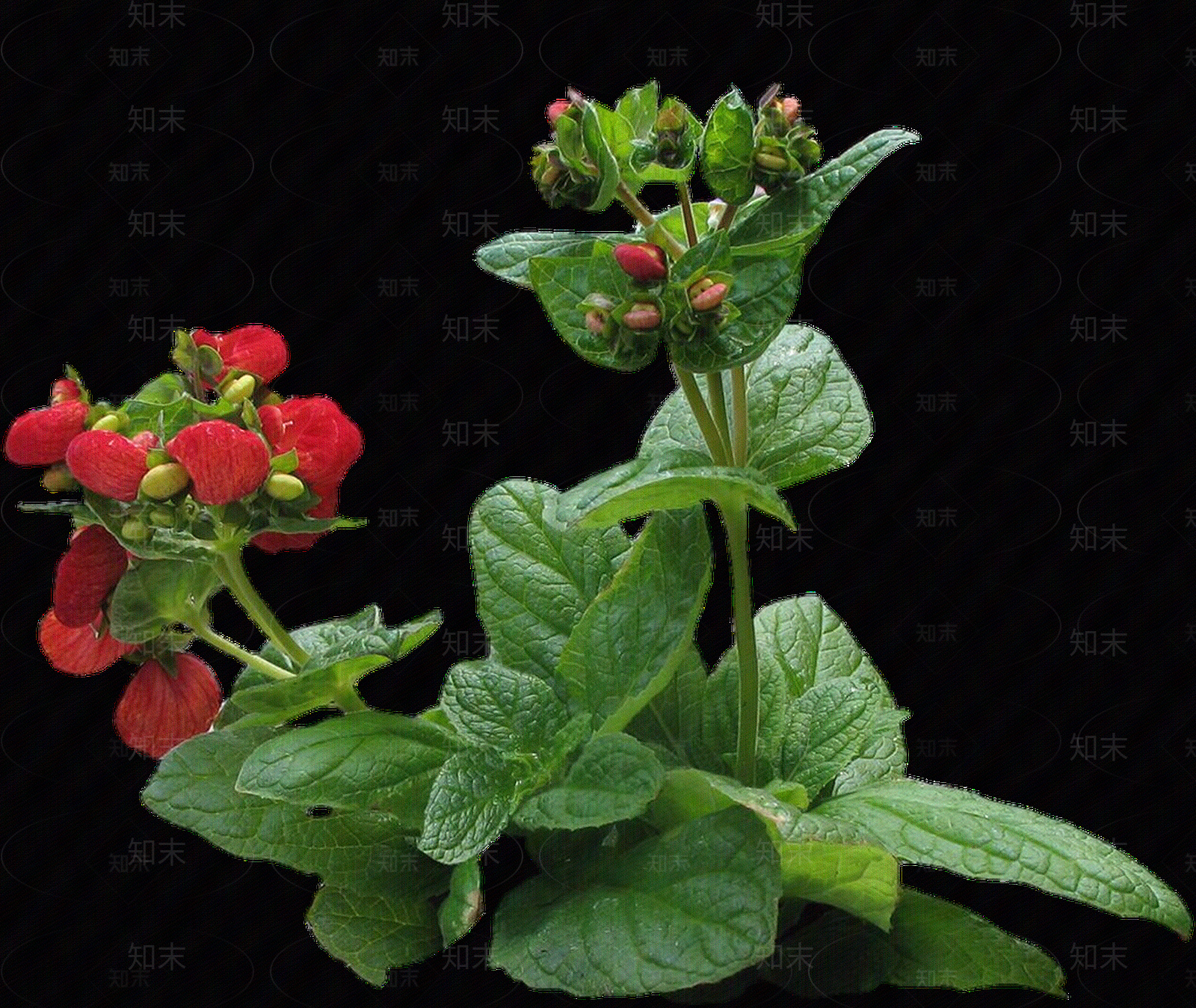 png免抠蒲包花贴图下载【ID:1157137656】
