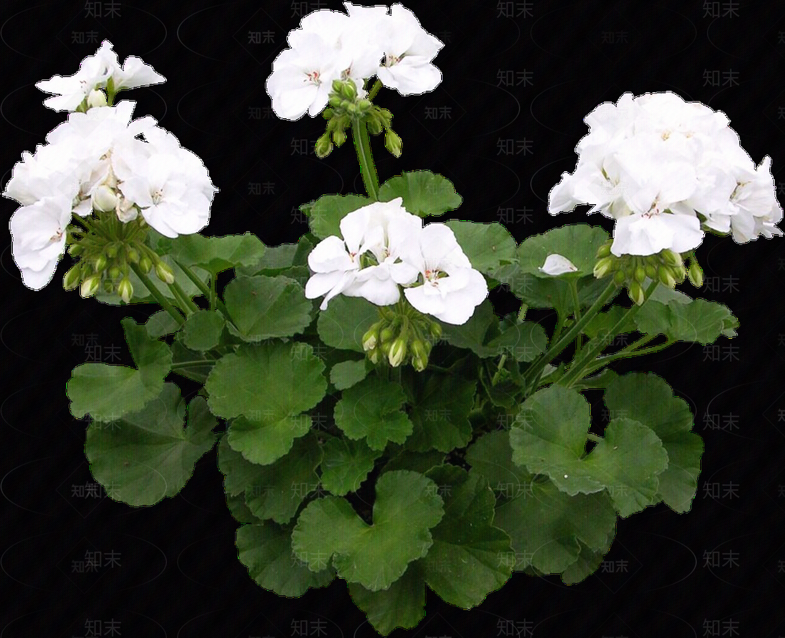 png免抠天竺葵贴图下载【ID:1157138715】