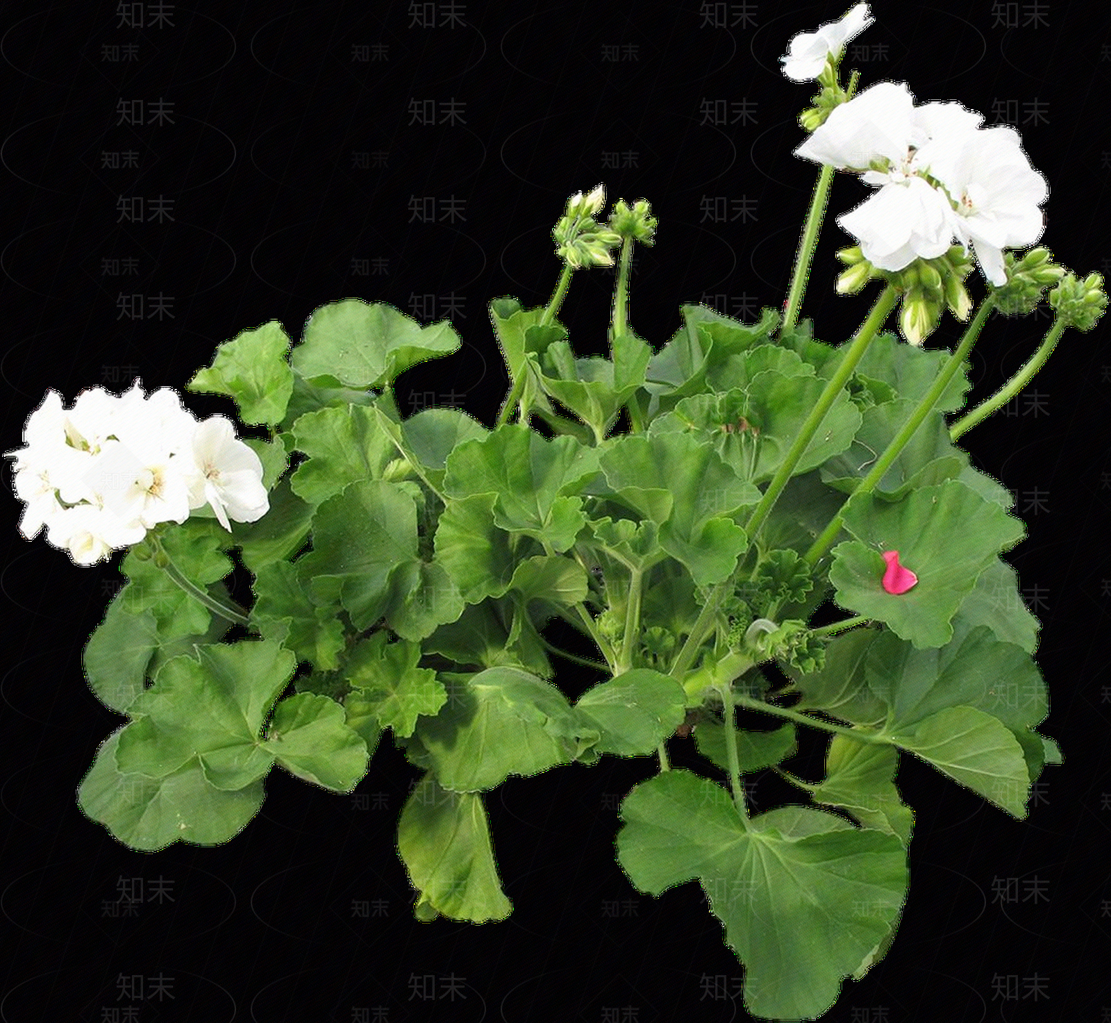 png免抠天竺葵贴图下载【ID:1157138947】