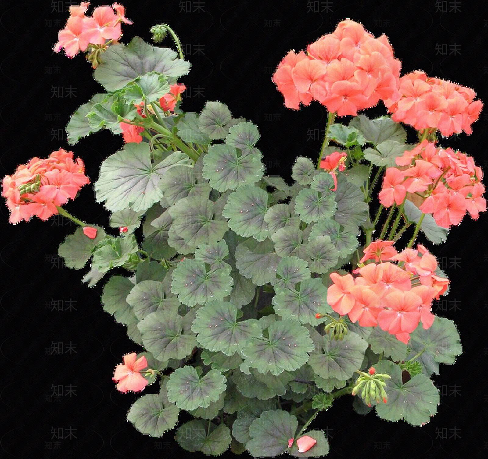 png免抠天竺葵贴图下载【ID:1157139059】