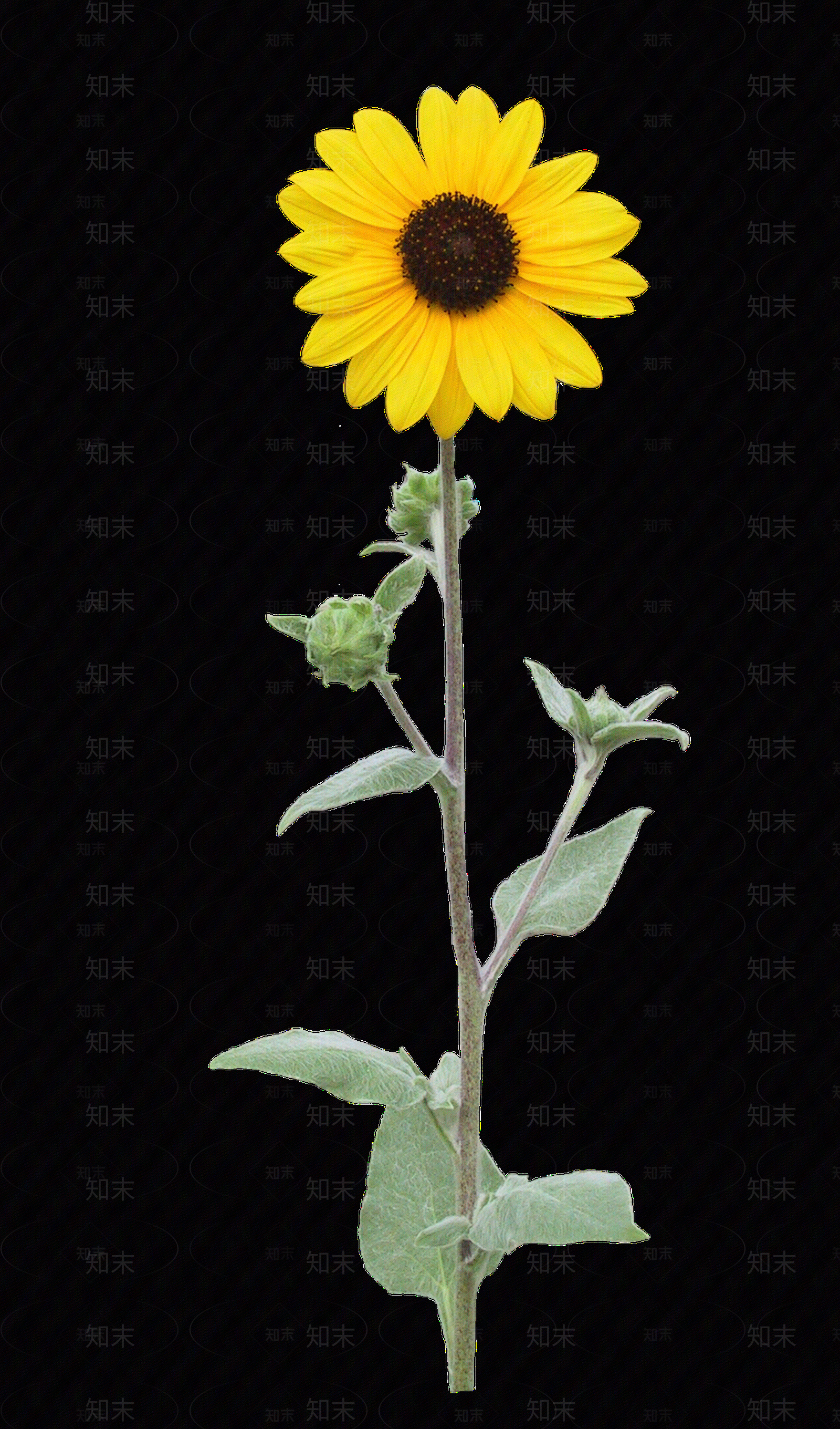 png免抠向日葵贴图下载【ID:1157139696】