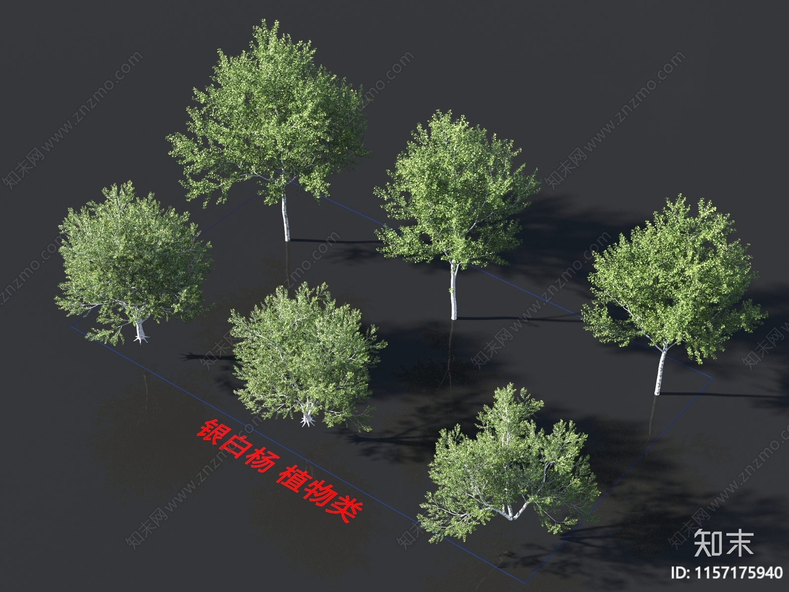 银白杨3D模型下载【ID:1157175940】