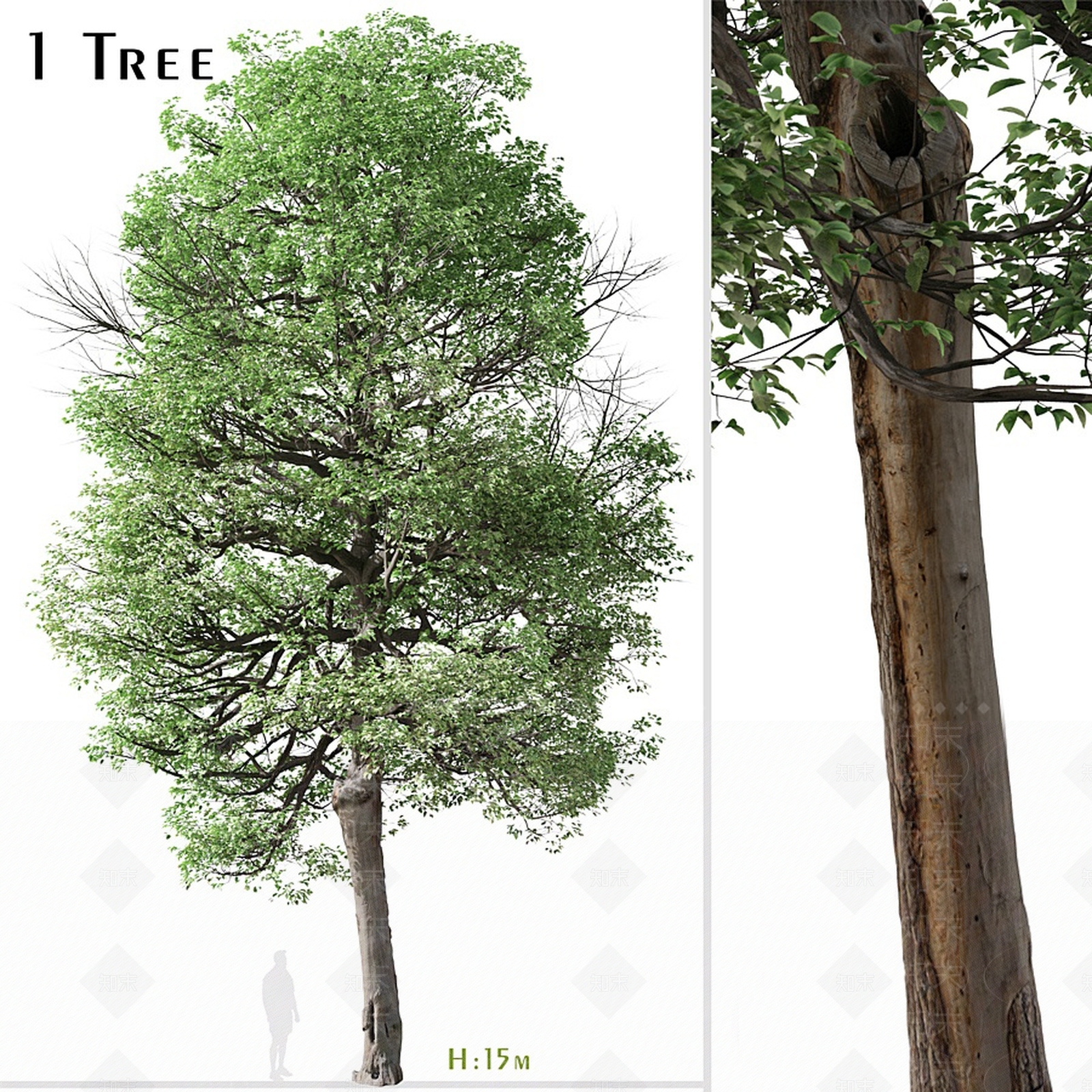 桤木树3D模型下载【ID:1157178217】