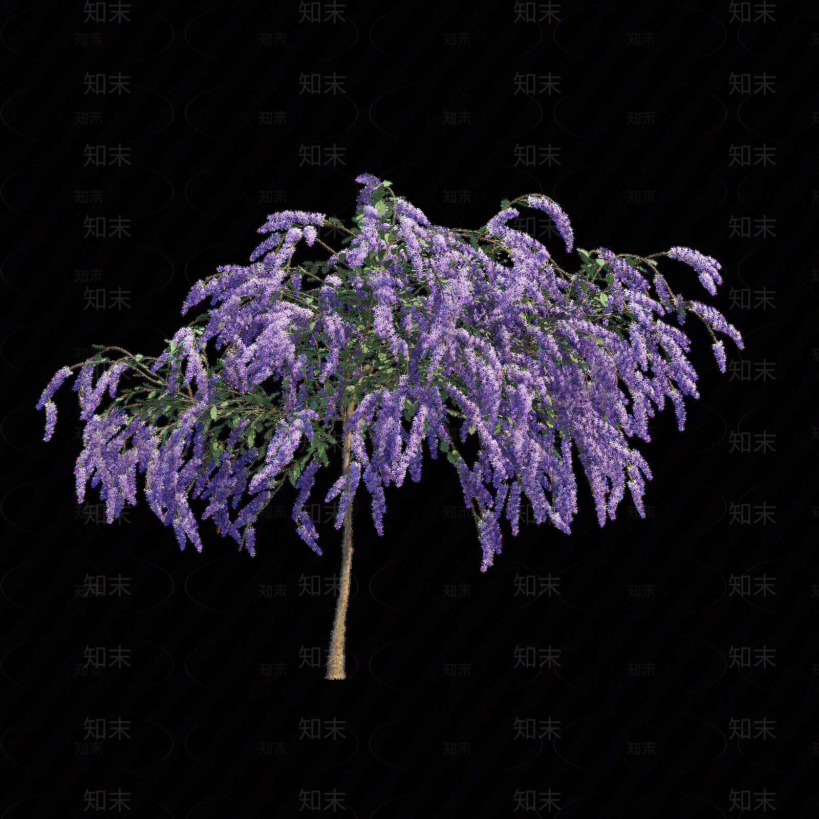 png免抠紫藤花贴图下载【ID:1157234861】