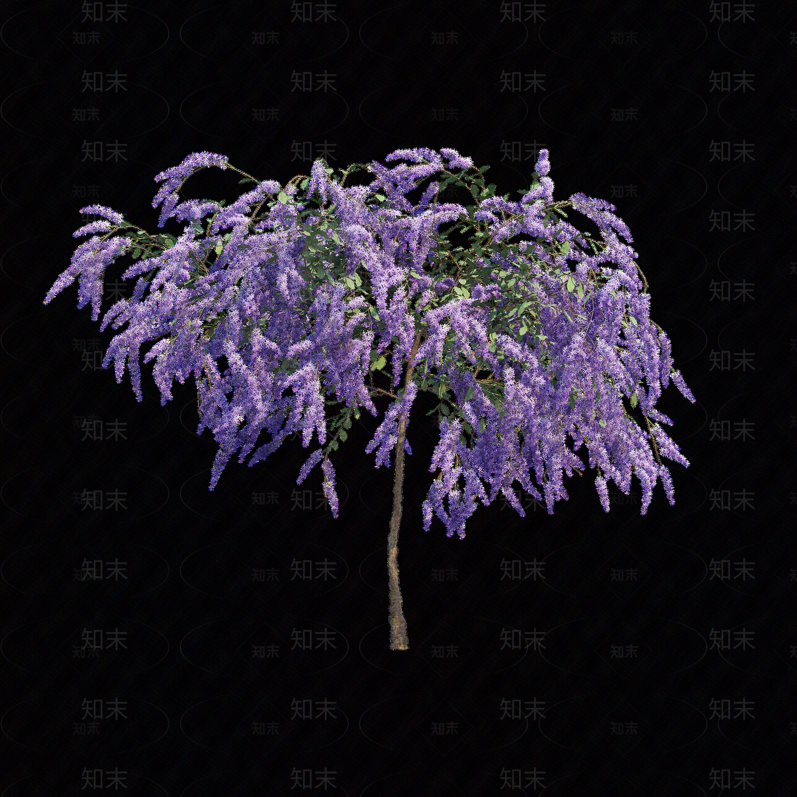 png免抠紫藤花贴图下载【ID:1157234857】